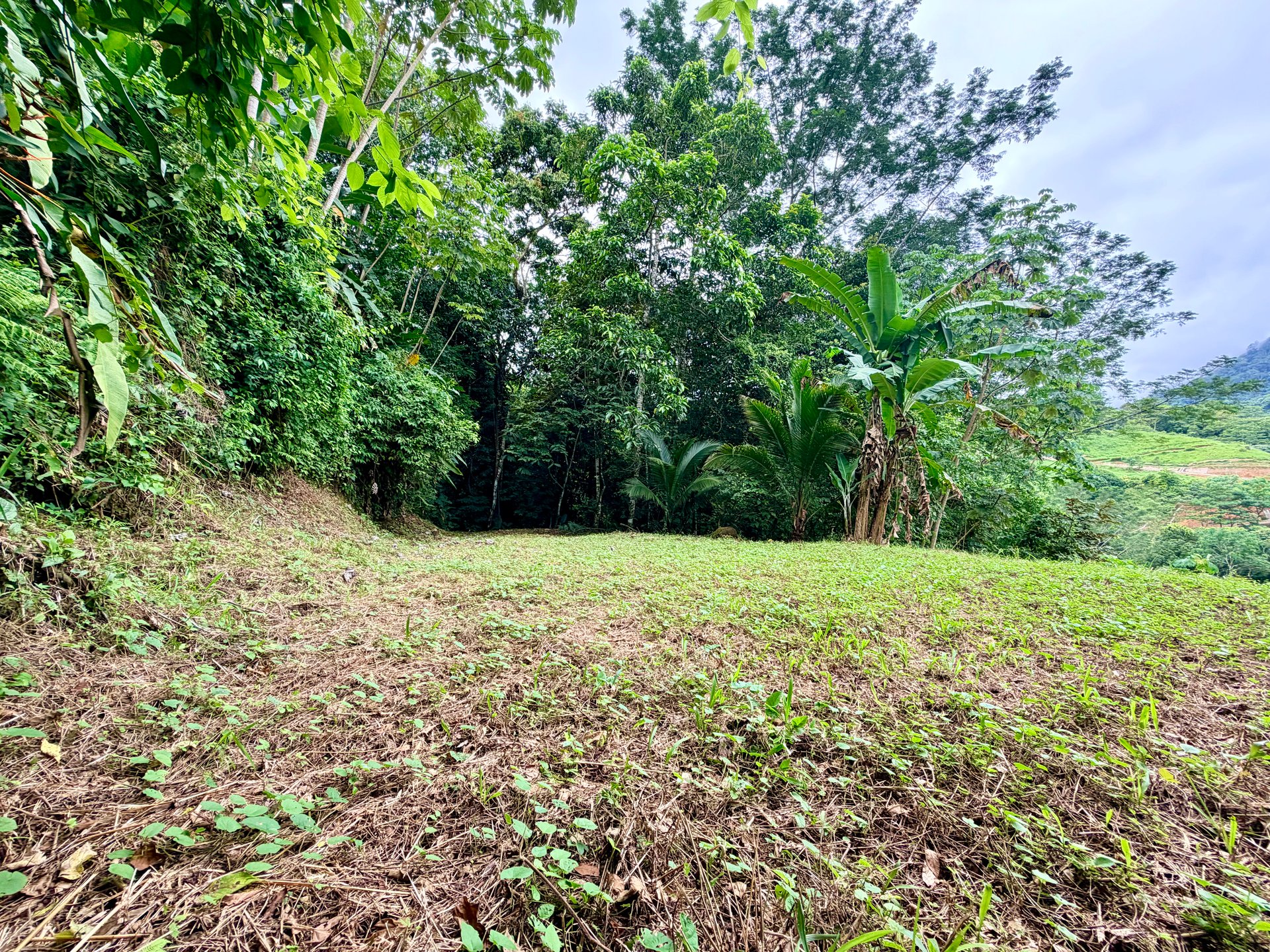 Tres Ríos Jungle Sanctuary | Ready-to-Build Lot Surrounded by Nature