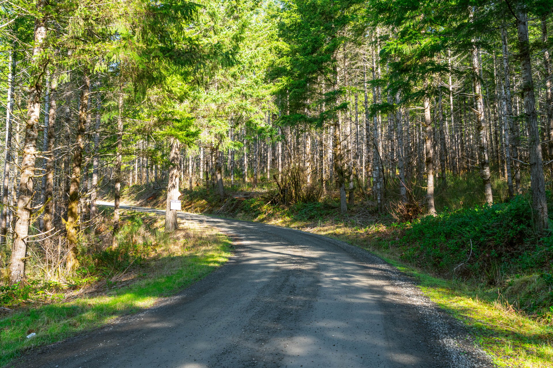 Camp Creek Forest