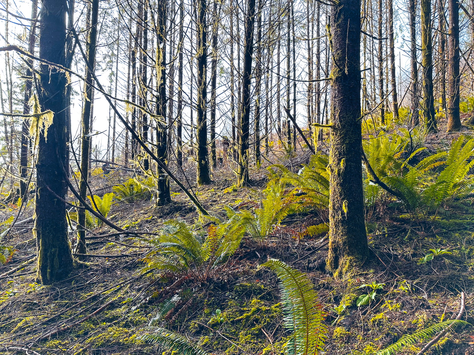 Waite Creek Woodlands