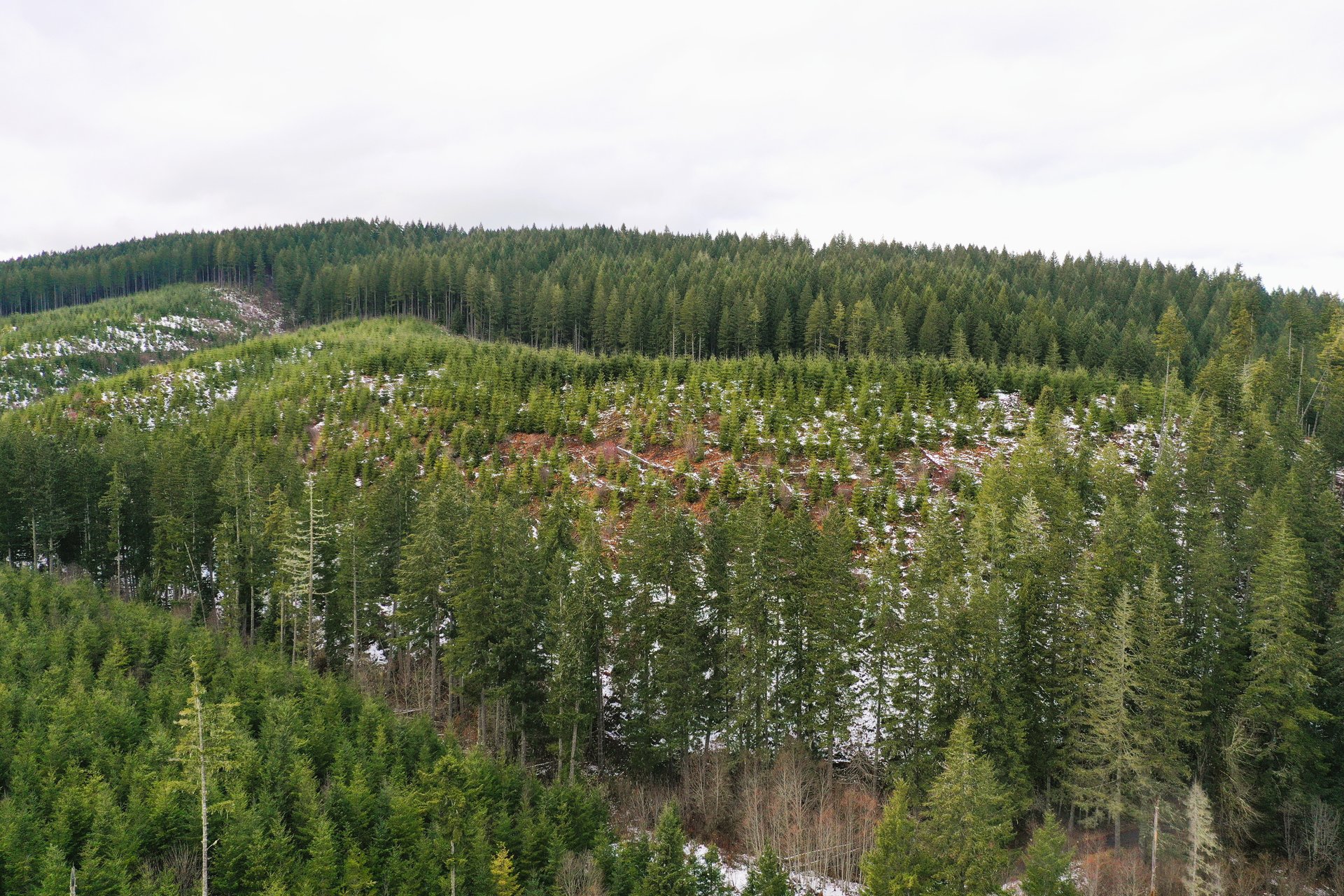 ARC Woods