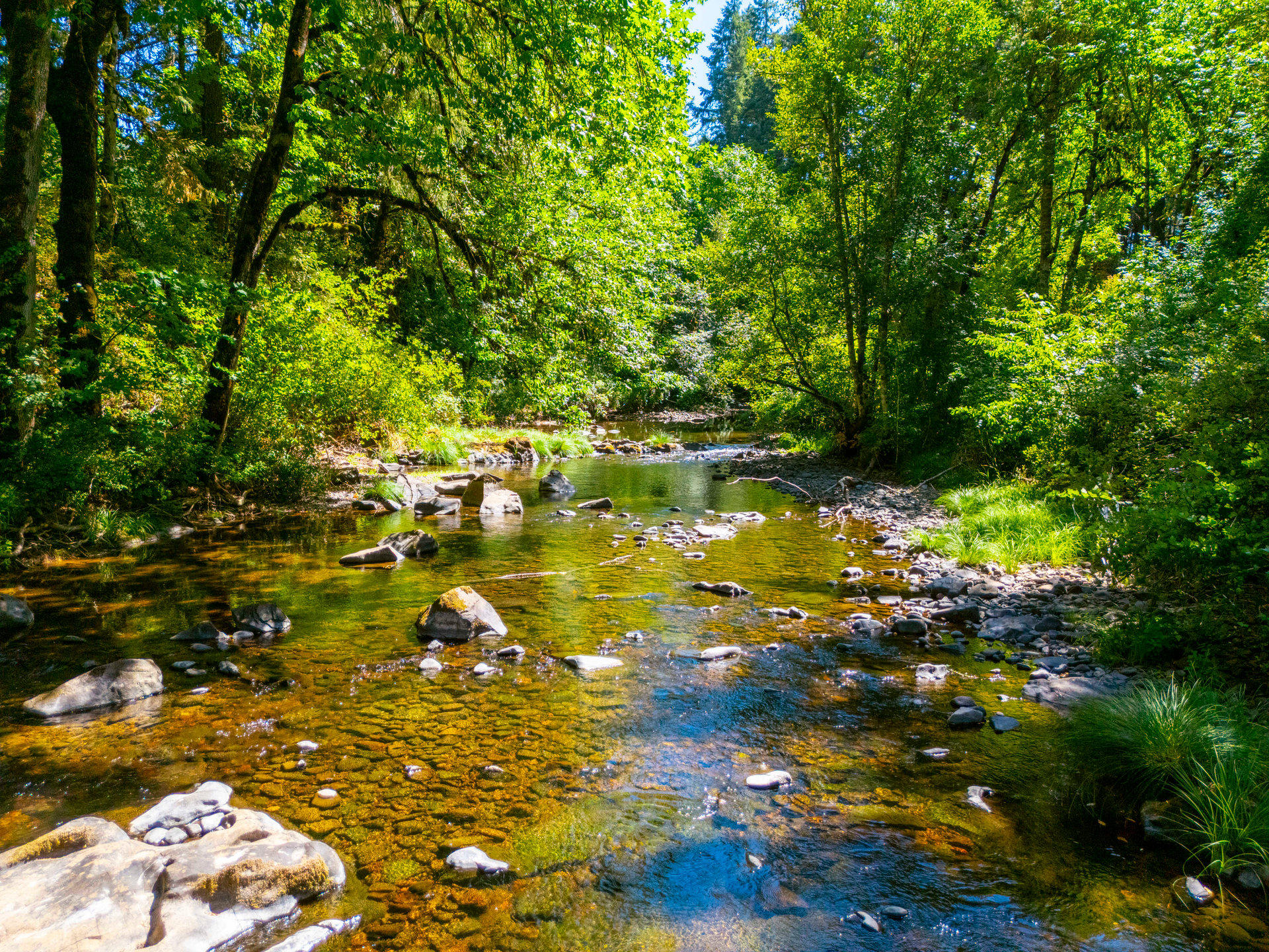 Coast Fork Woodland Meadows