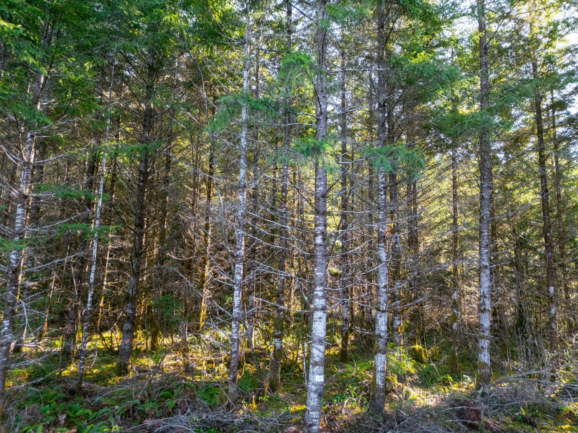 Camp Creek Forest
