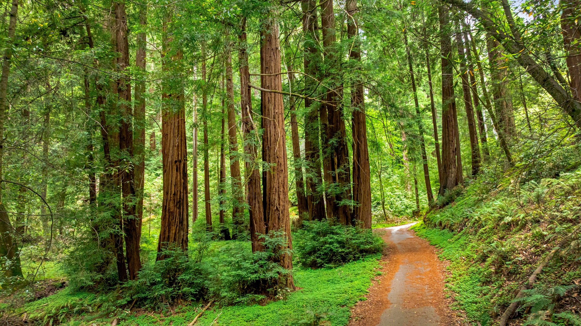Rare Redwood Acreage in Scotts Valley