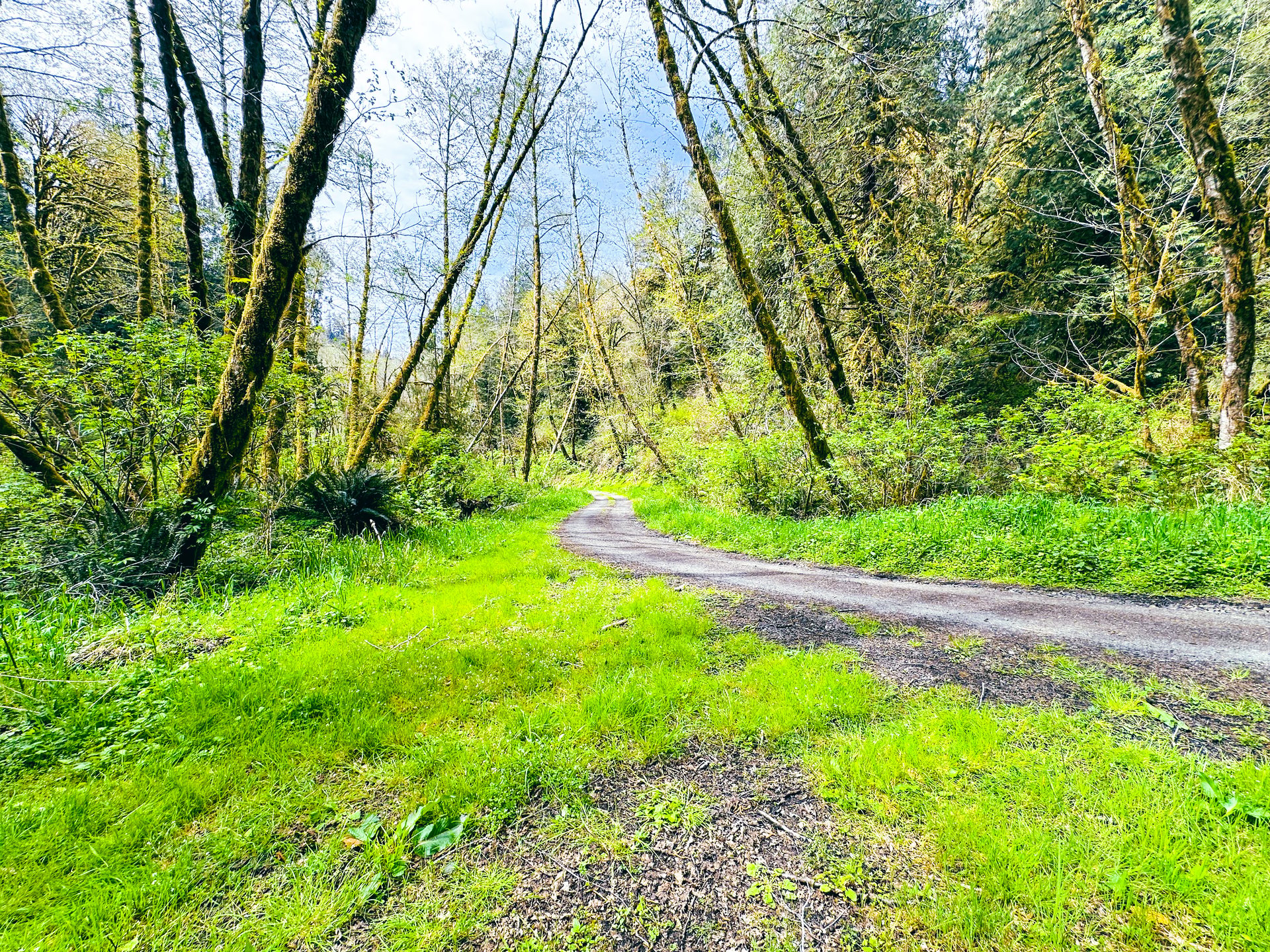 MILL CREEK FOREST