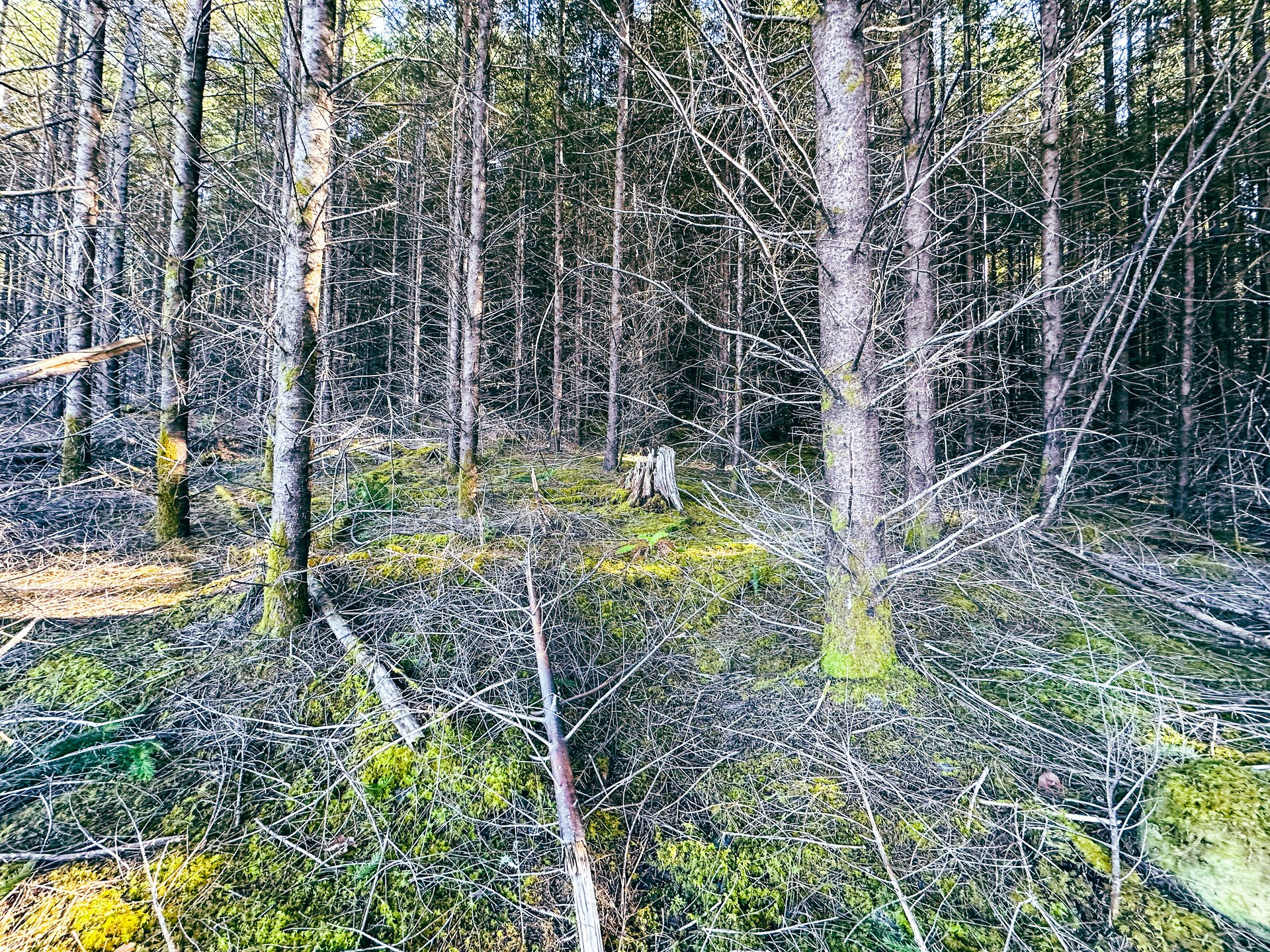 Camp Creek Forest