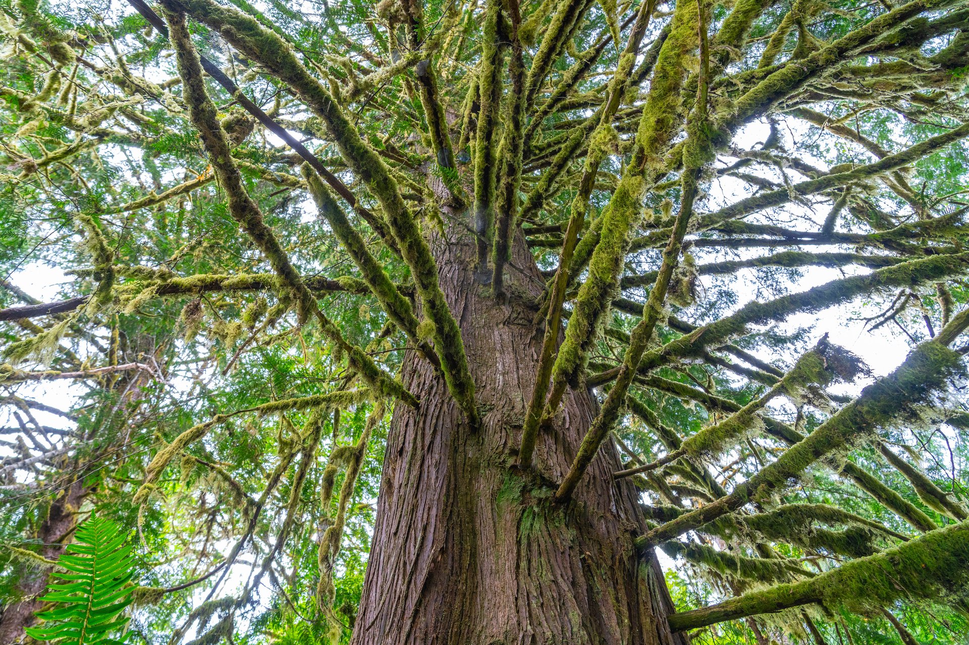 MILL CREEK FOREST