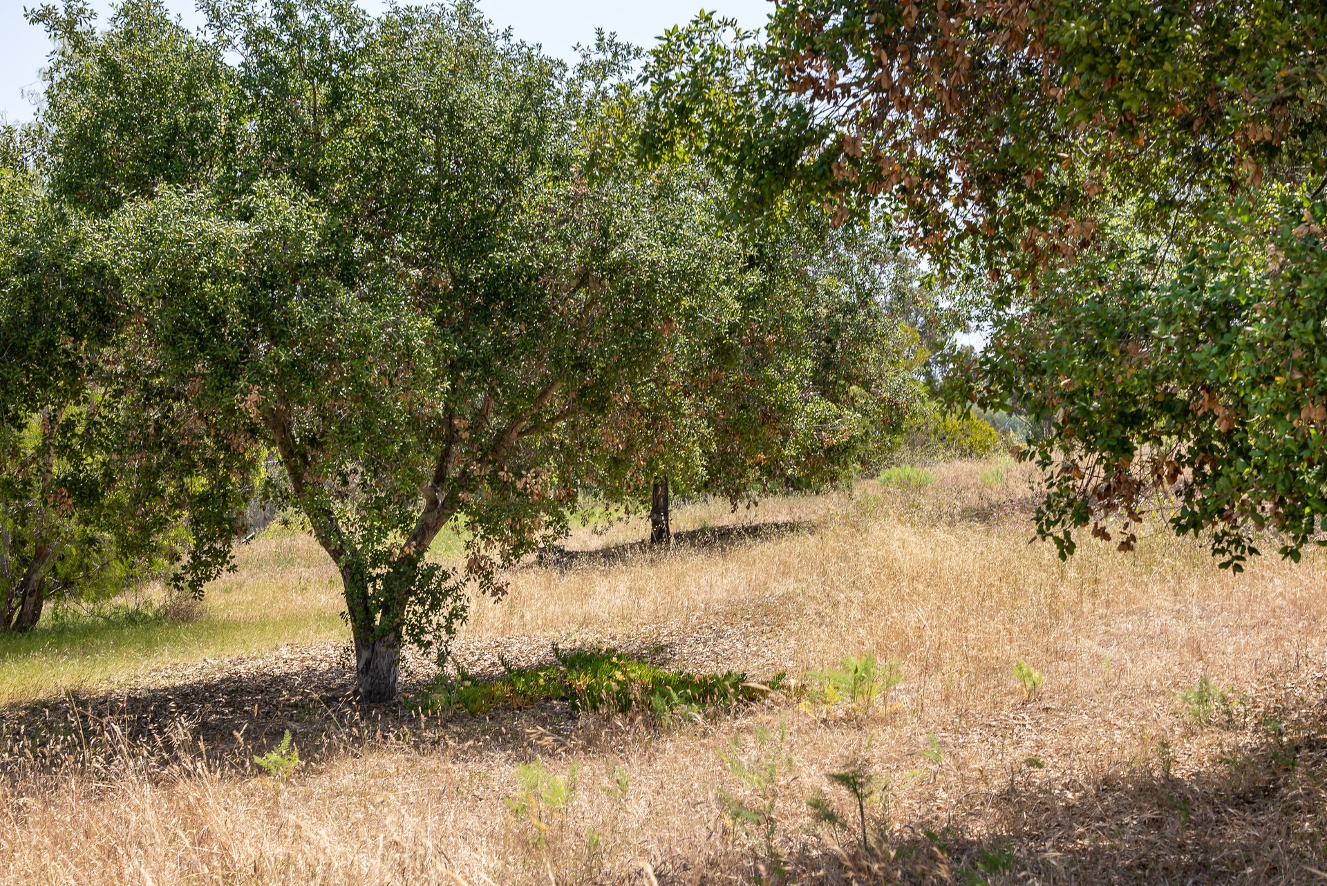 Expansive Lot in the Covenant