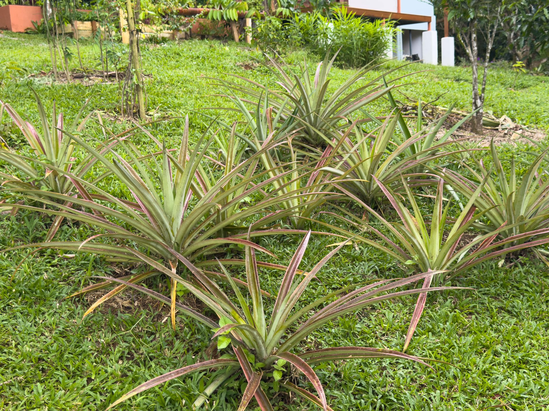 Tinamastes Eco Orchard | Creekside 2BR Home + Studio Casita