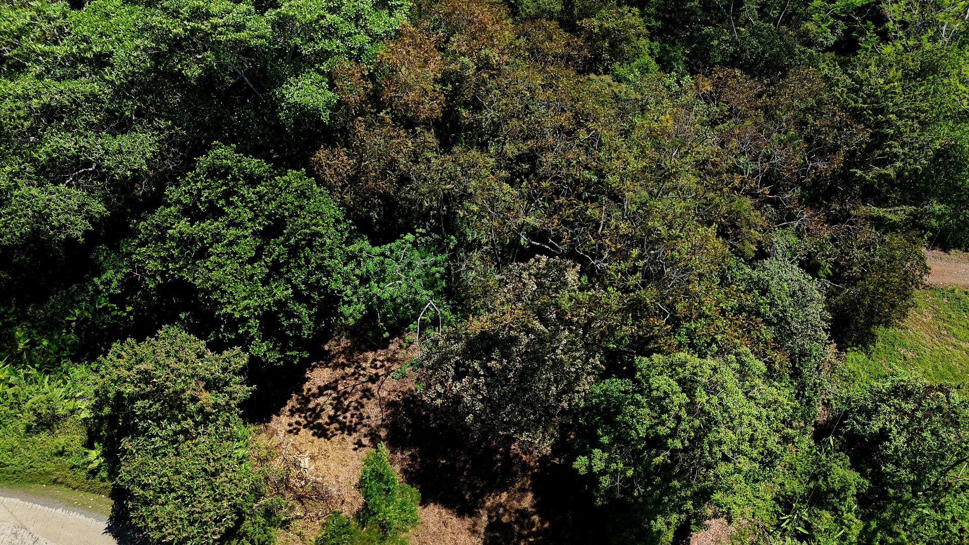 Ocean View Property with Plantel and Trails in Hatillo – Ready to Build