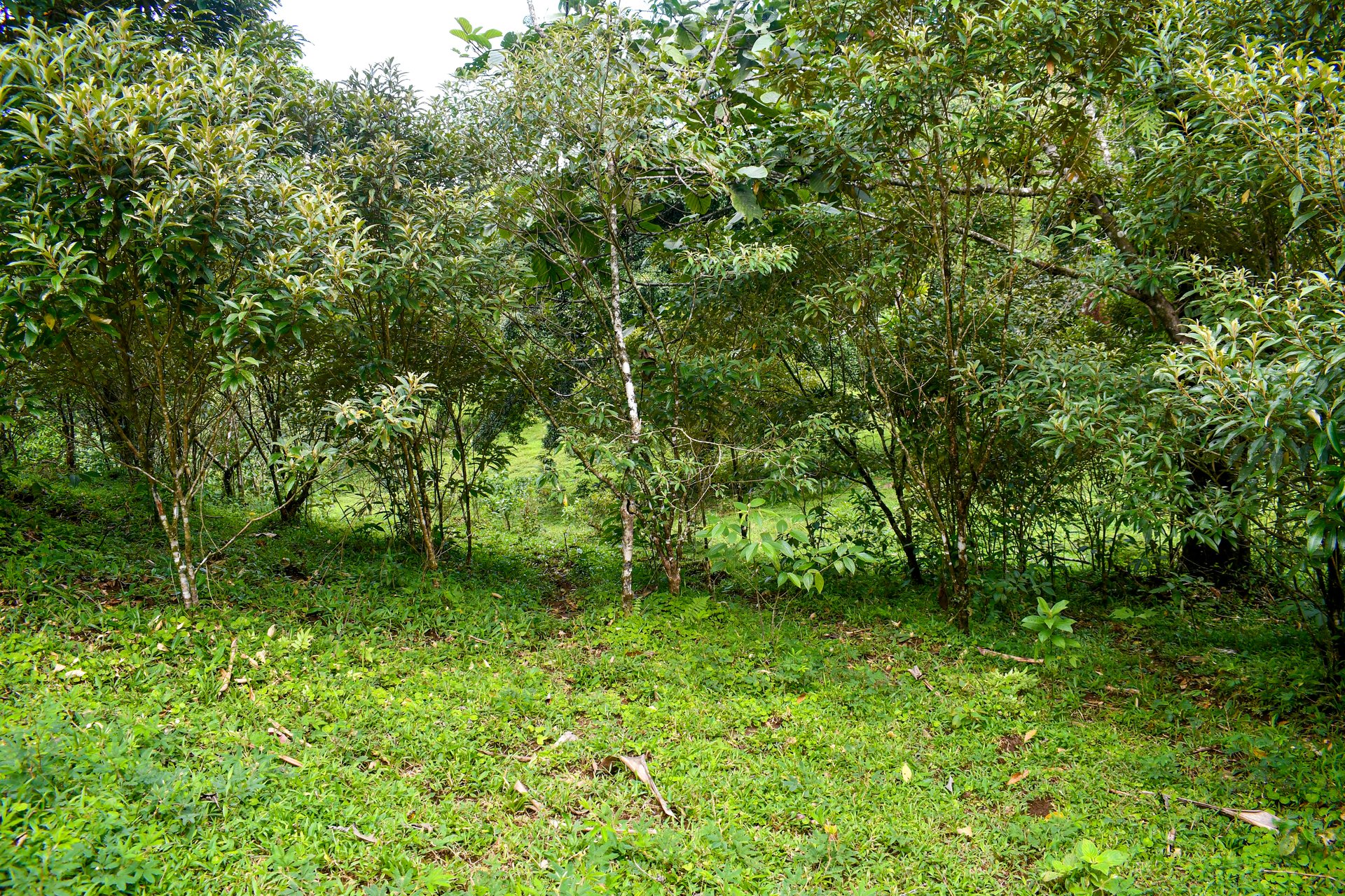 Finca Altamira | Boasting breathtaking panoramic views of the majestic Miravalles Volcano!