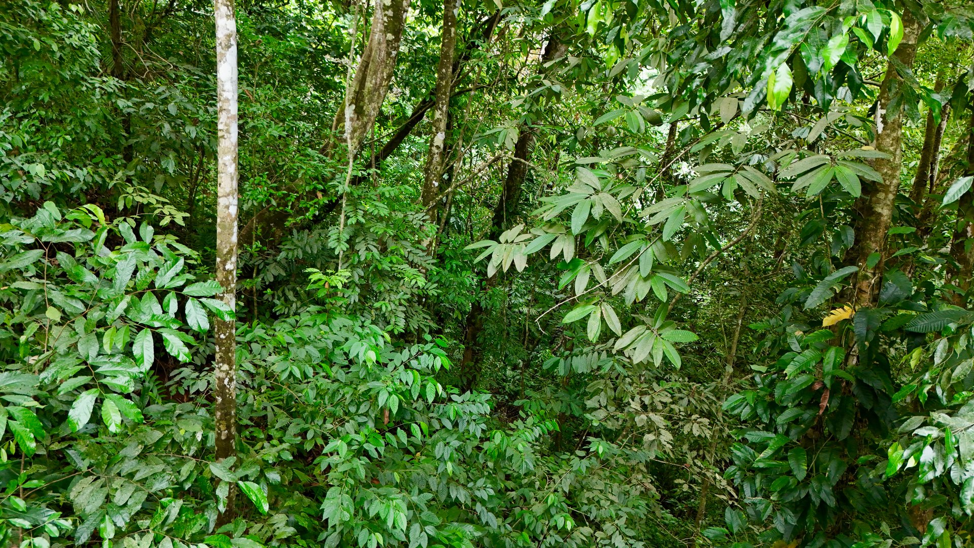 Tres Ríos Jungle Sanctuary | Ready-to-Build Lot Surrounded by Nature
