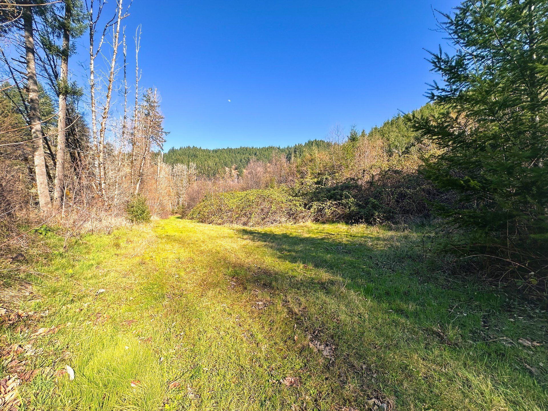Coyote Creek Forest