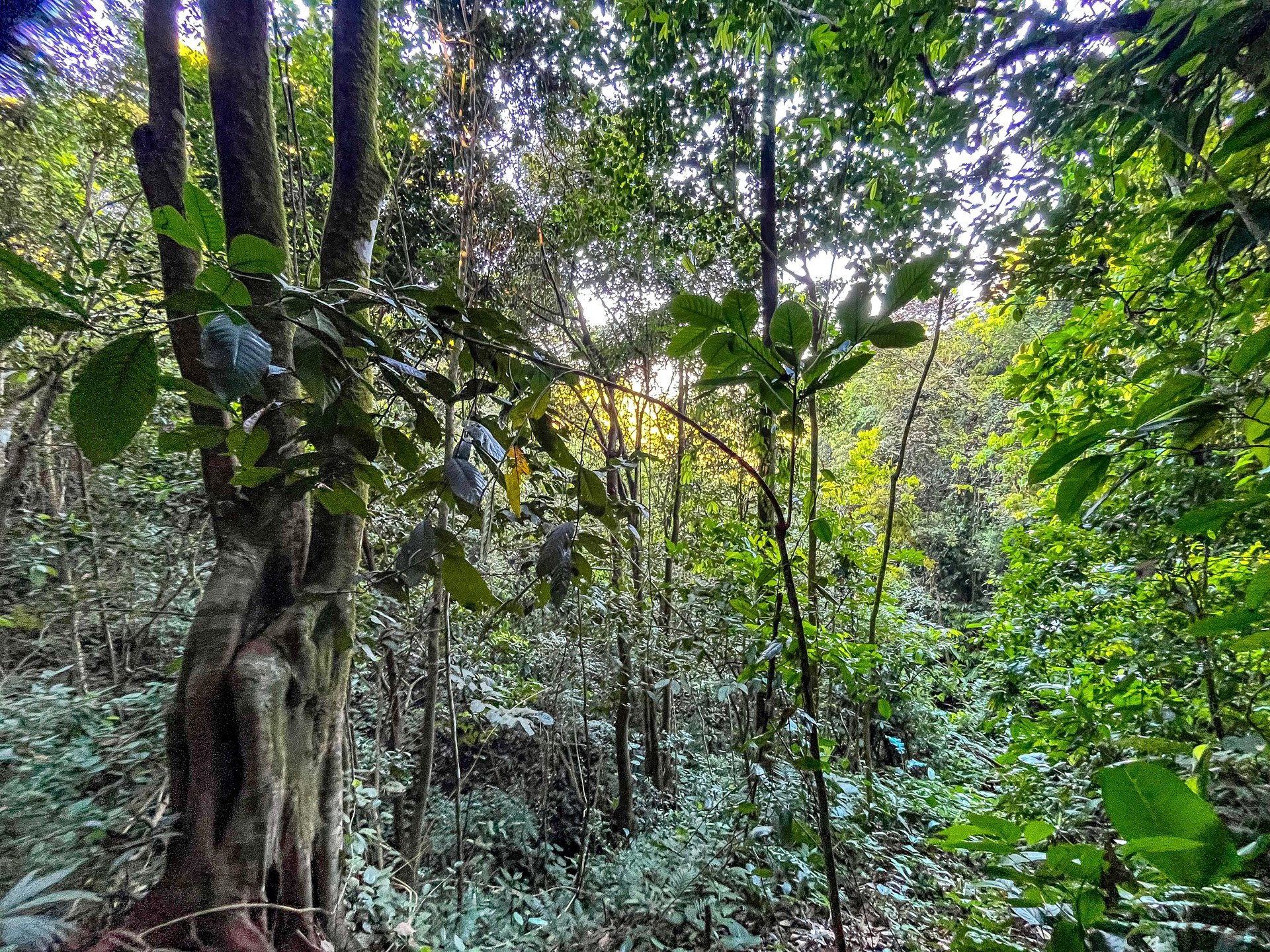 7 ACRES – Mountain Views! Large Building Area, Walking Distance To The Largest Waterfall In The Area, Public Road, Private Setting, Ready To Build, 20Min to Dominical!!