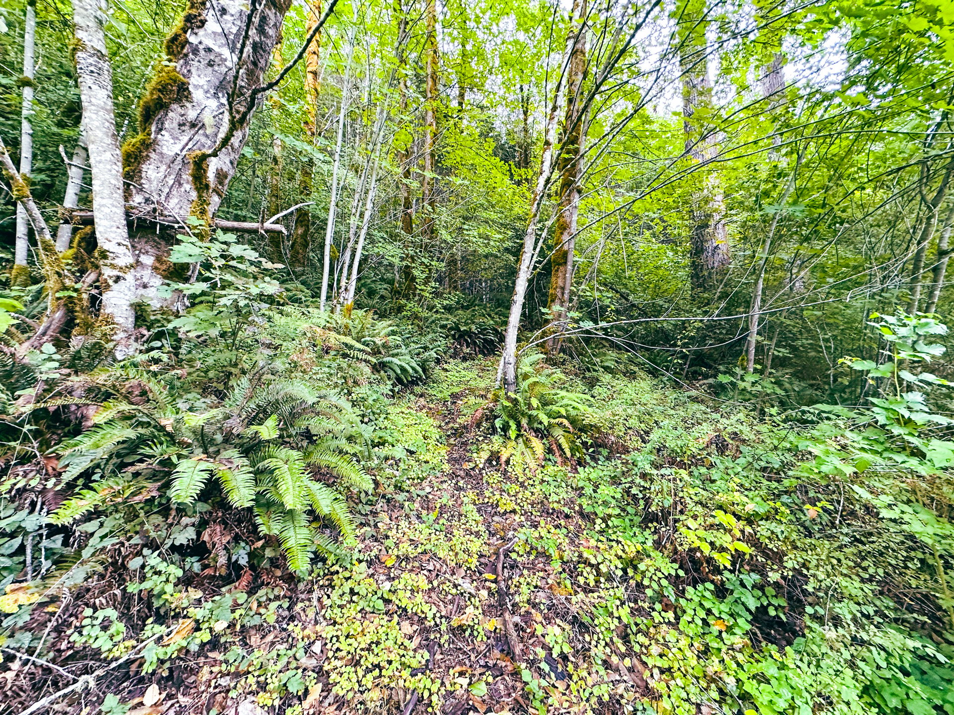 Little Forest