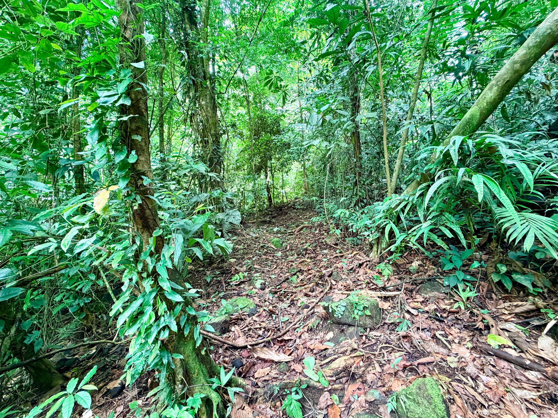 La Unión Road Development – Buildable Lots with River Access in Uvita