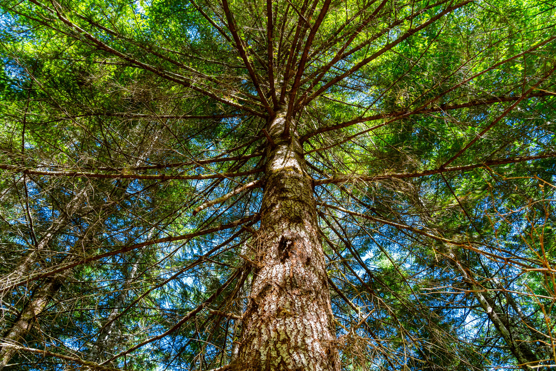 LINCOLN-HILLTOP TREEFARM Sealed Bid Offering 