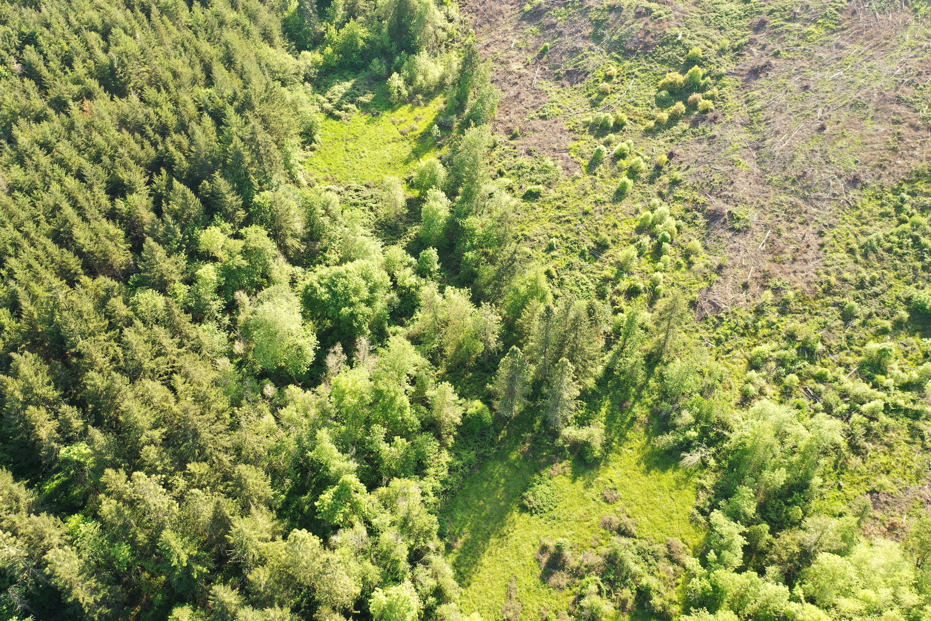 KIMBALL FOREST
