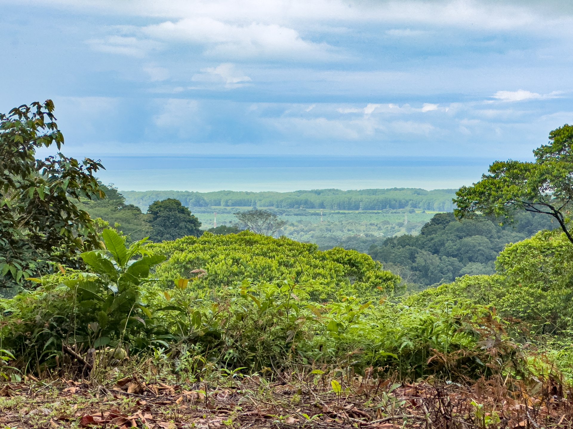 Beautiful 2 Acre Ocean View Lot inset into nature