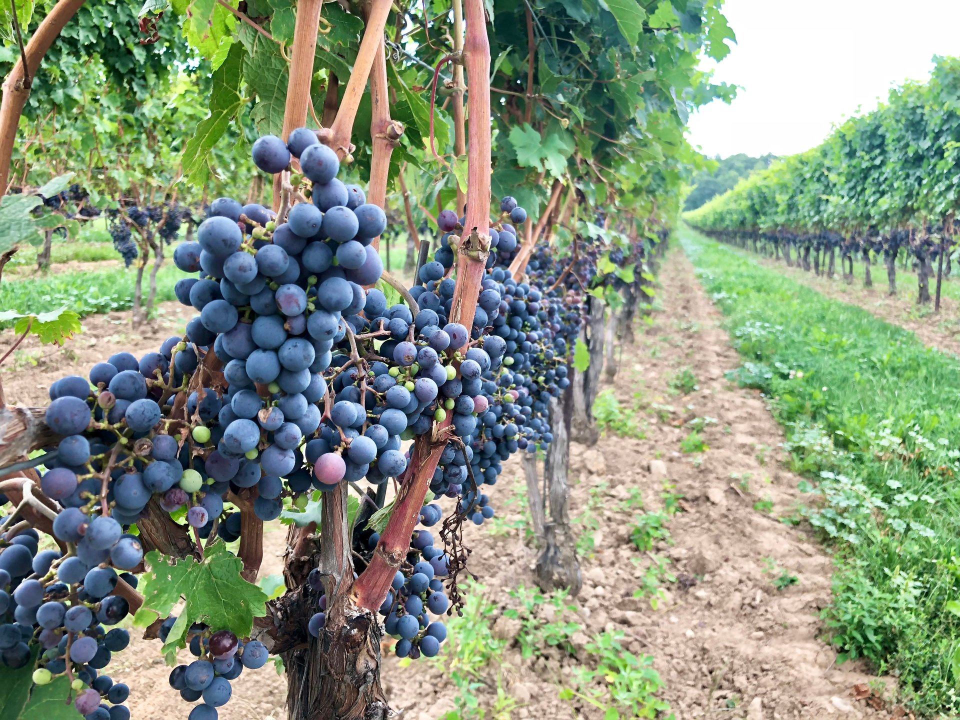The Best Ontario Wine Country Day Trips From Toronto