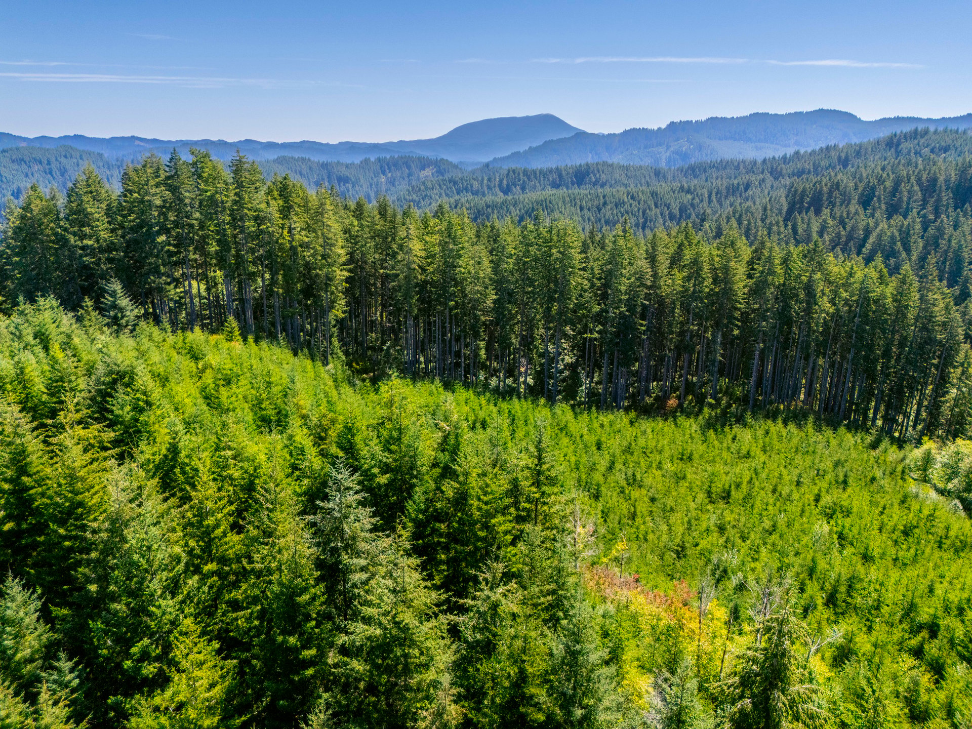 LINCOLN-HILLTOP TREEFARM Sealed Bid Offering 
