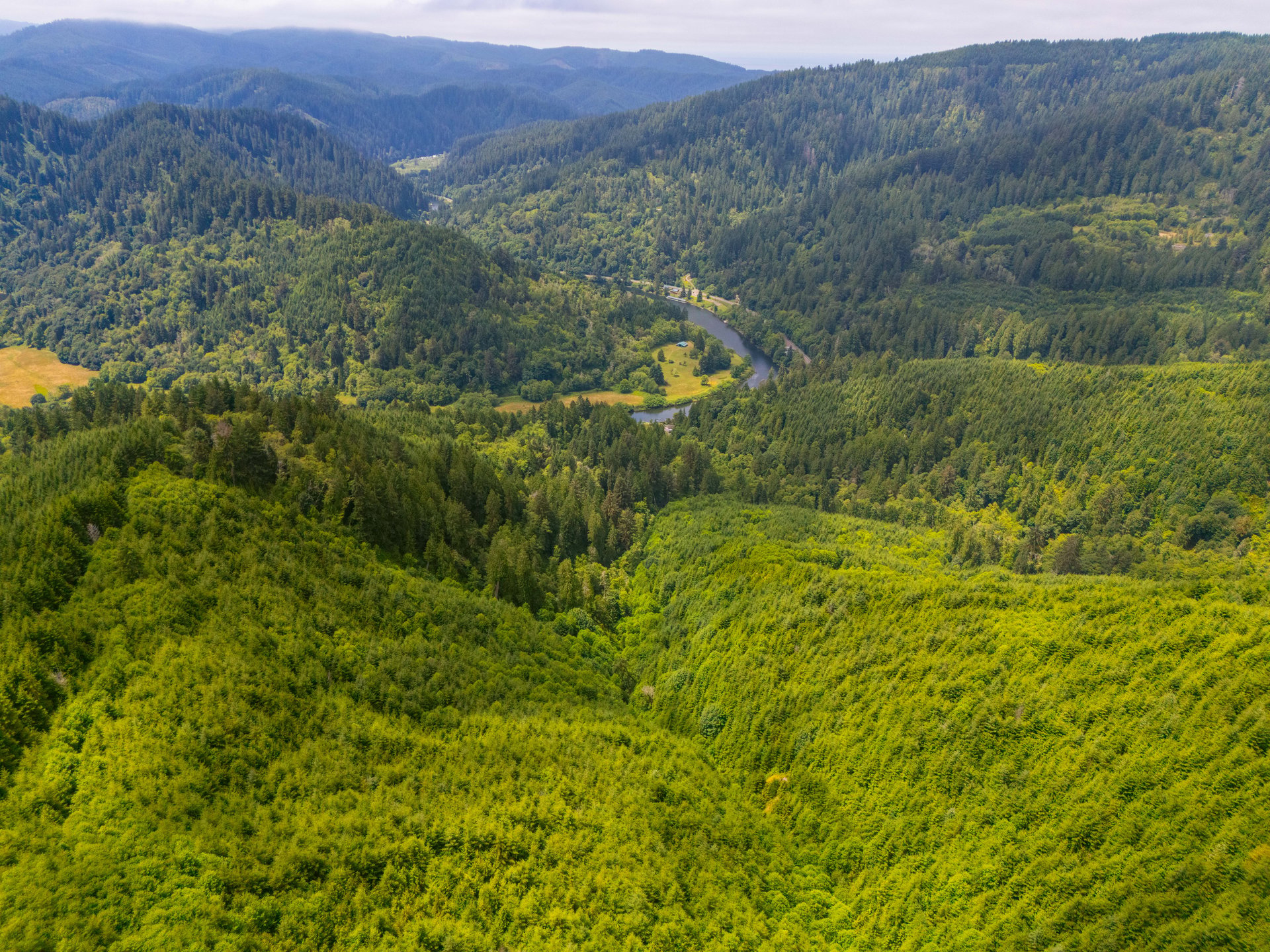 MILL CREEK FOREST