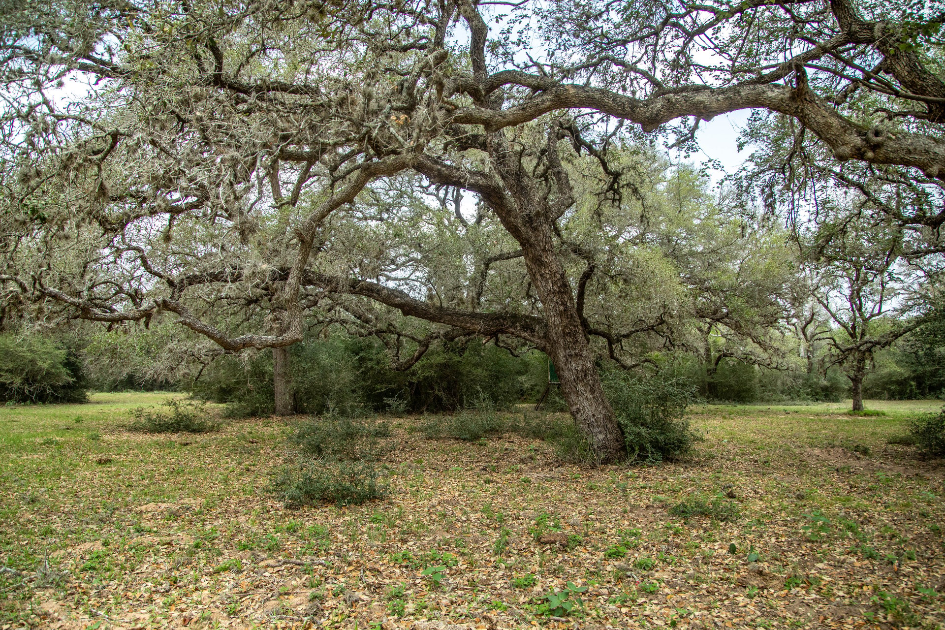 Five Mile Creek Reserve | 252.73± Acres-High Fence | DeWitt County, TX