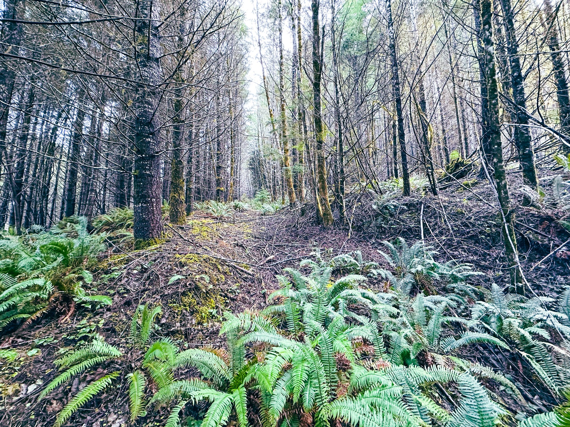 RICHARDSON TIMBER