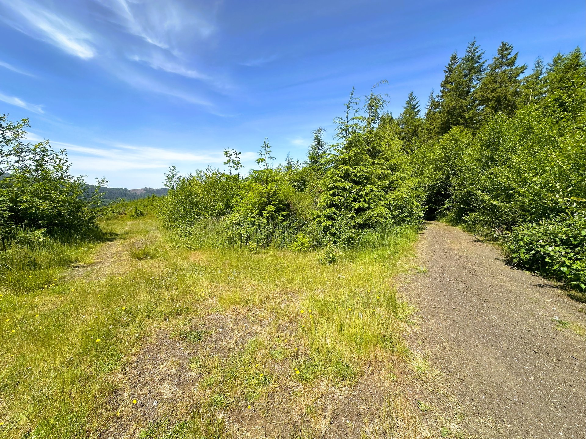 Alsea Estuary Forestland