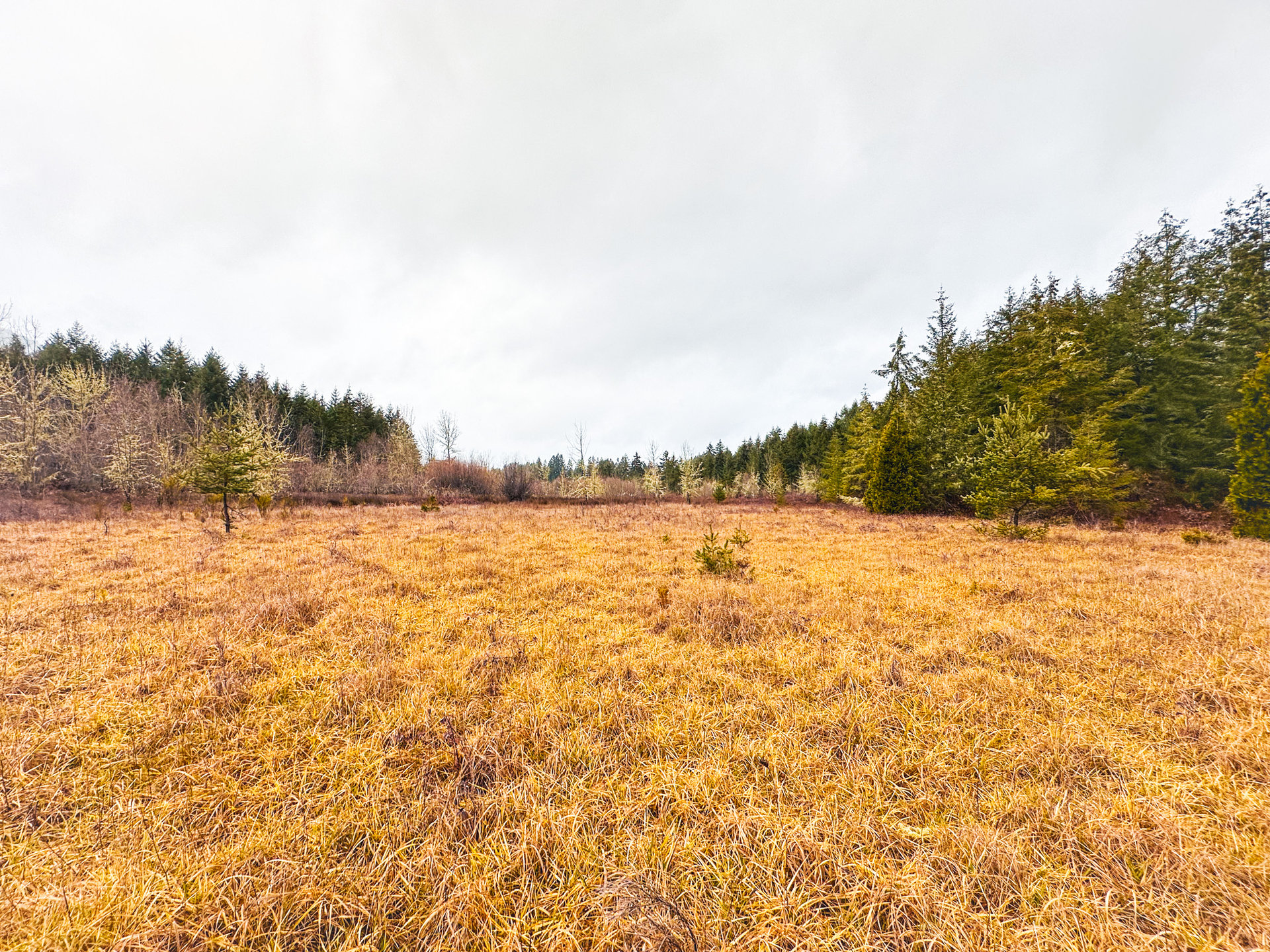 Coast Fork Woodland Meadows