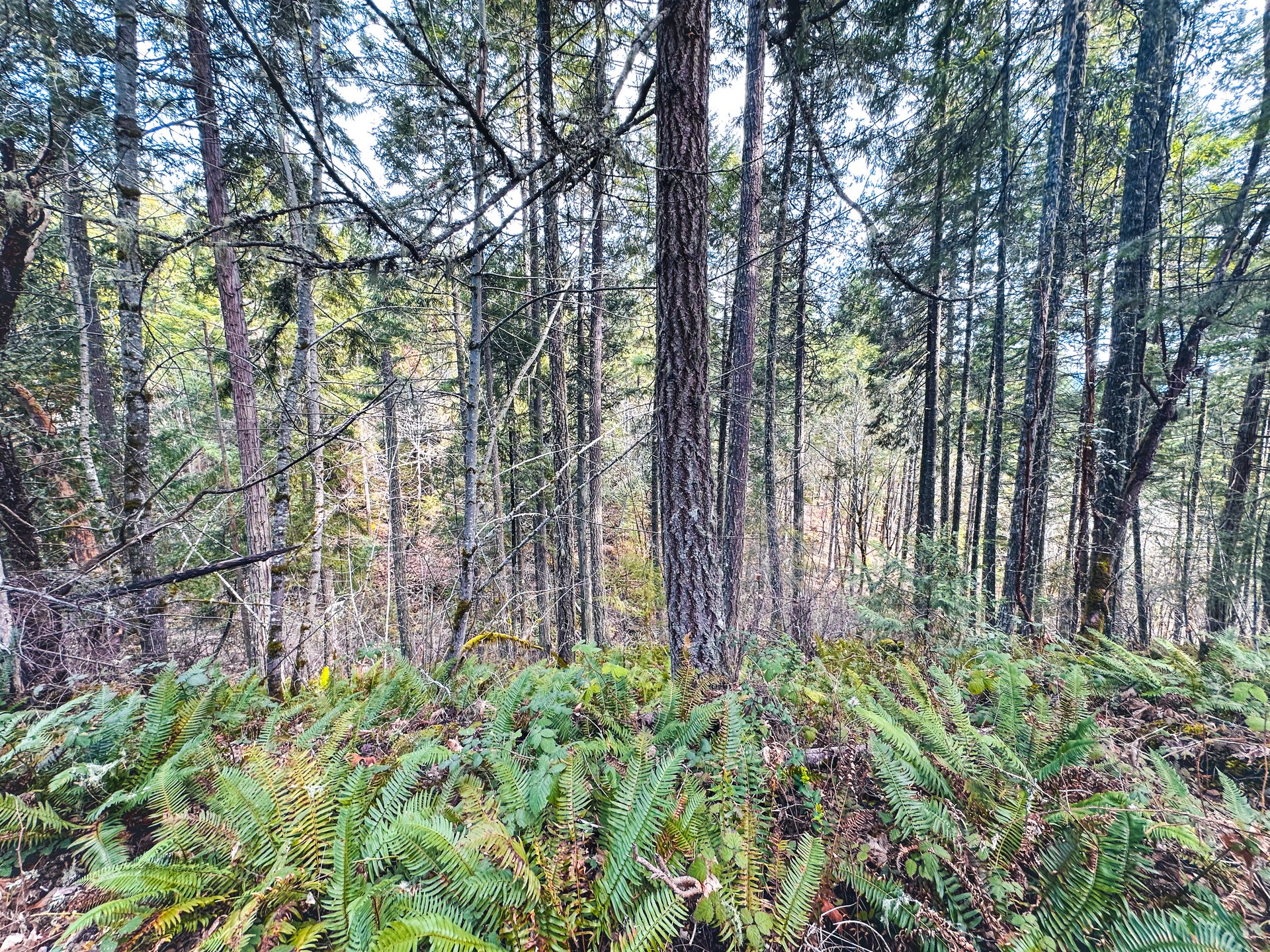 SUTHERLIN HEIGHTS