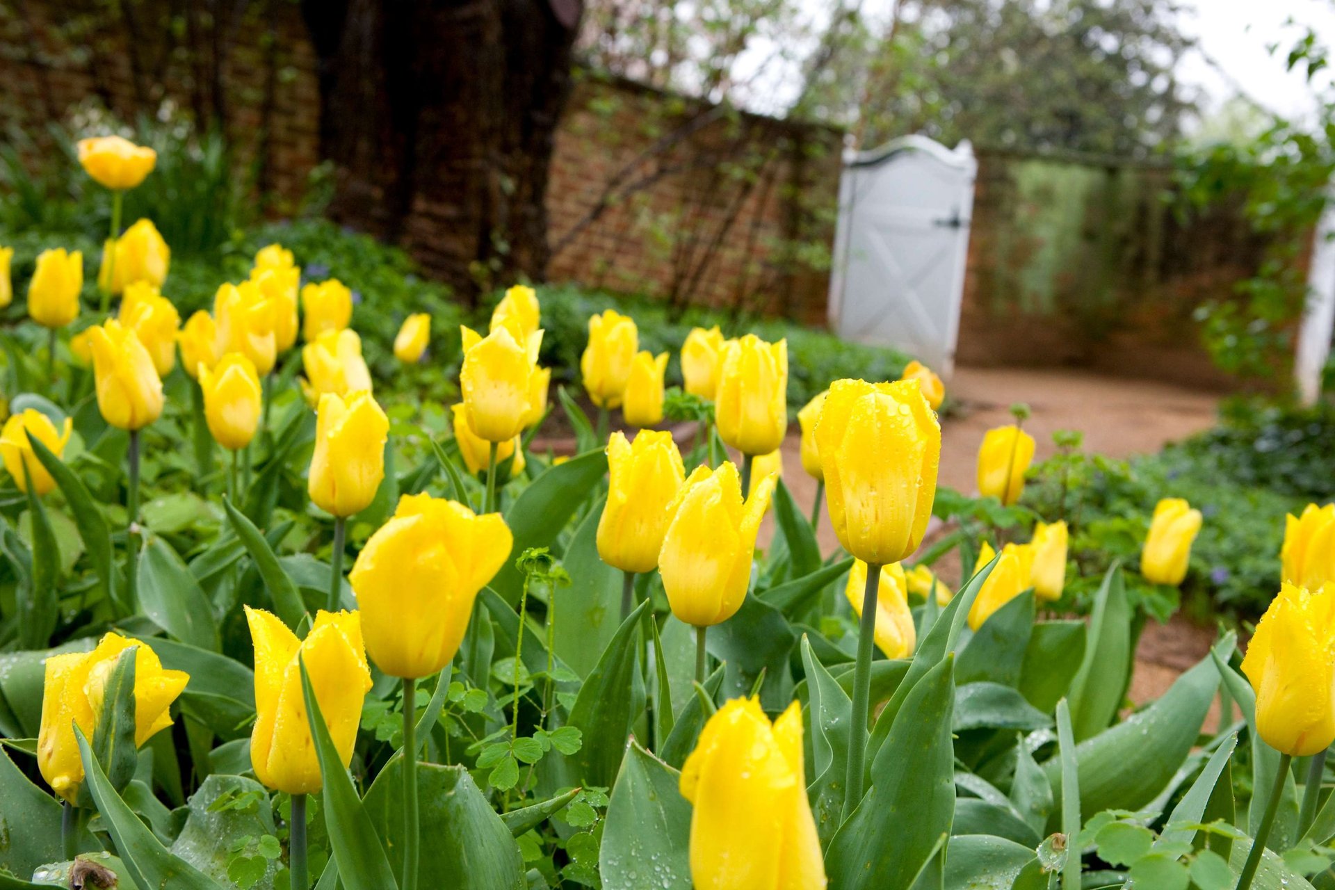 Perfect Day - UVA Gardens