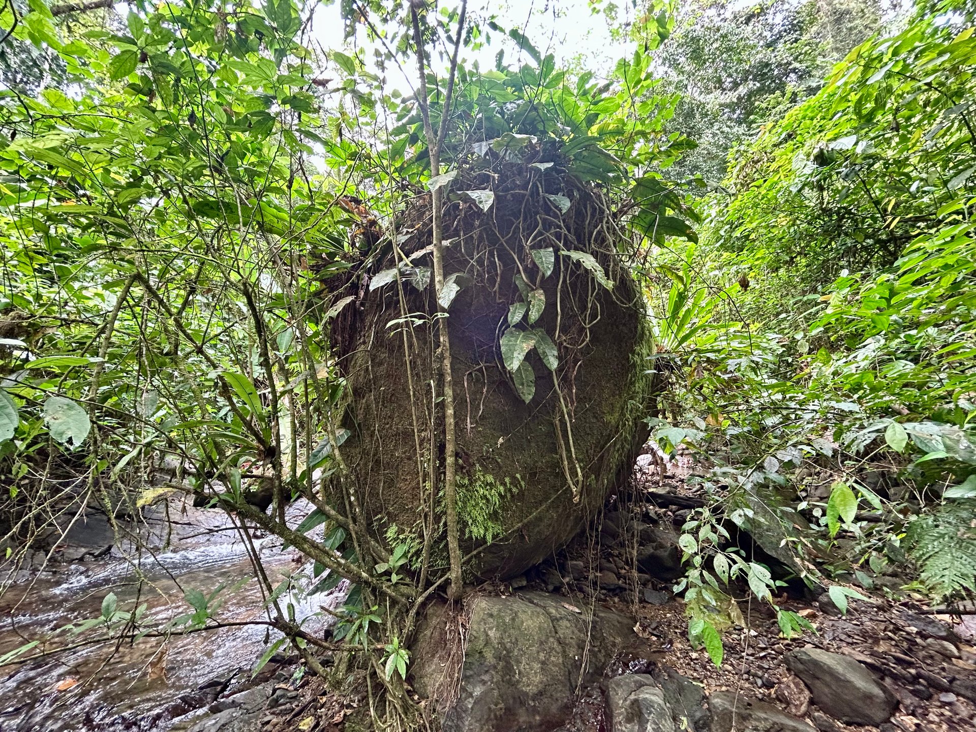 Selva Vista Estate – 5.9 Acres of Wild Beauty