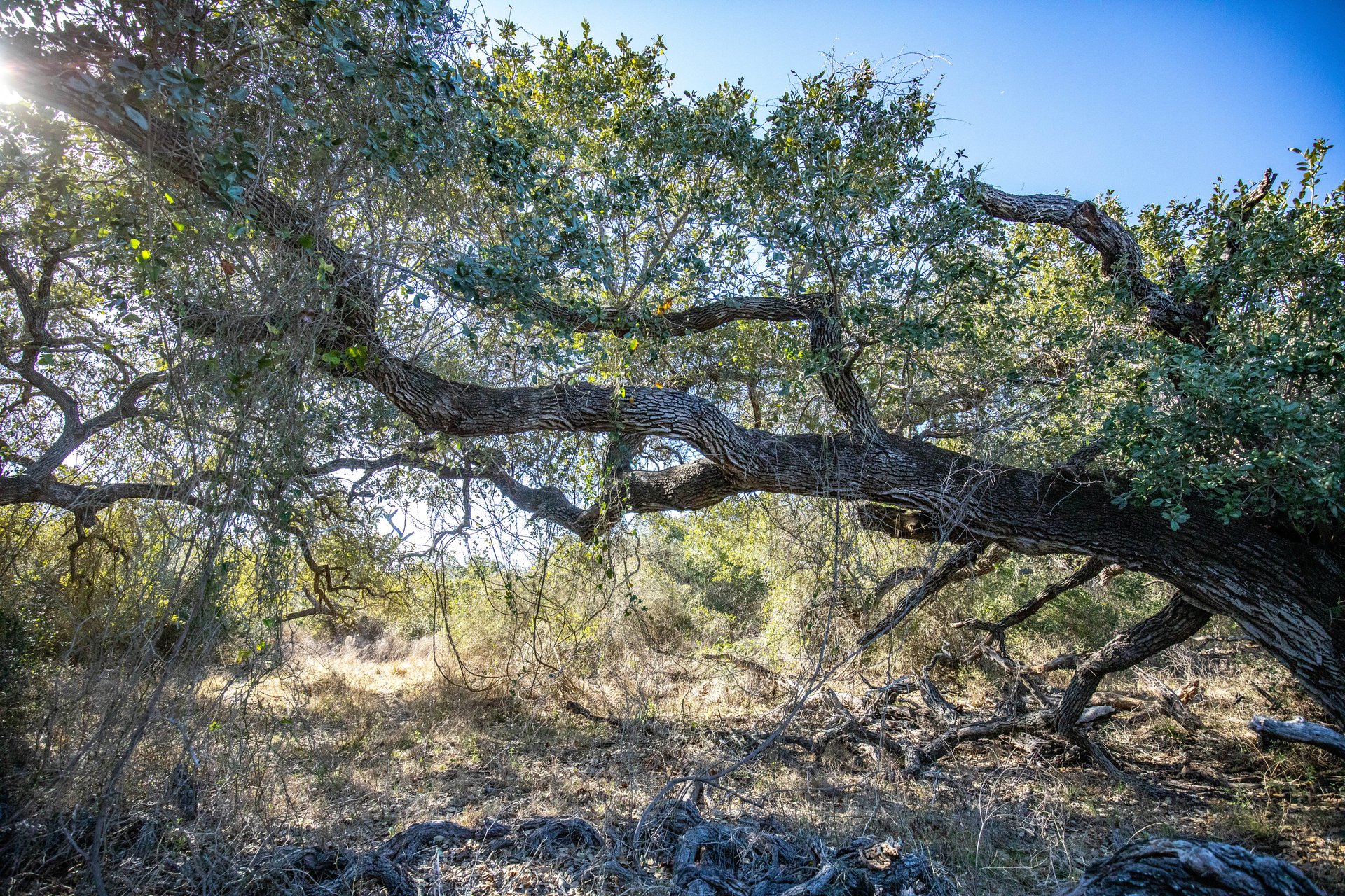 Lamar Peninsula Development Tract |  51.81± Acres | Aransas County