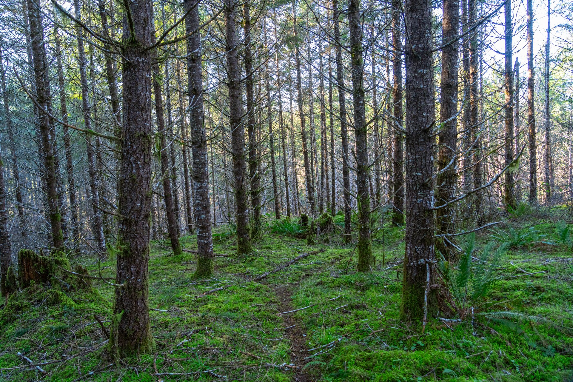 Liberty Forest Auction