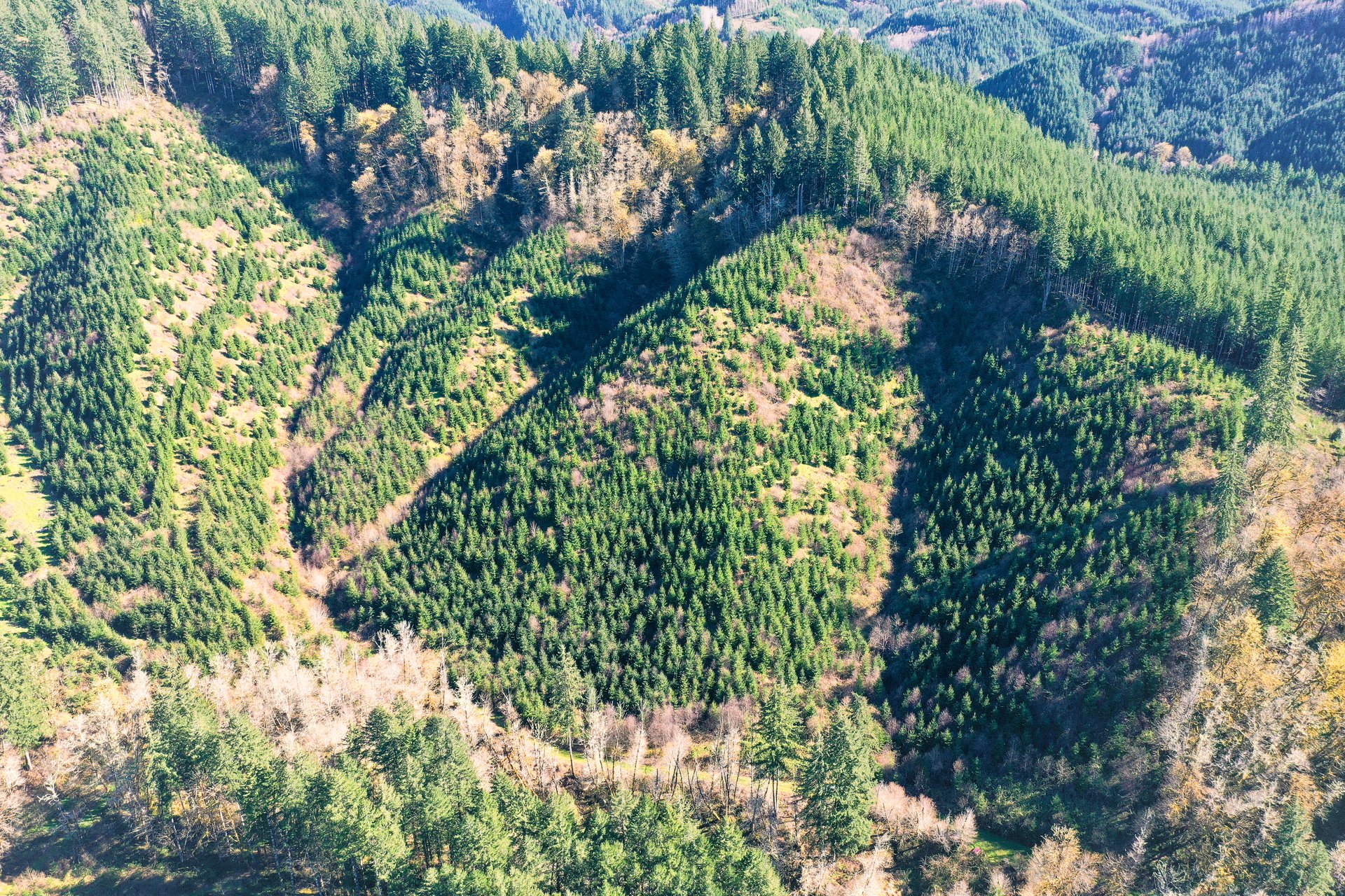 Coyote Creek Forest