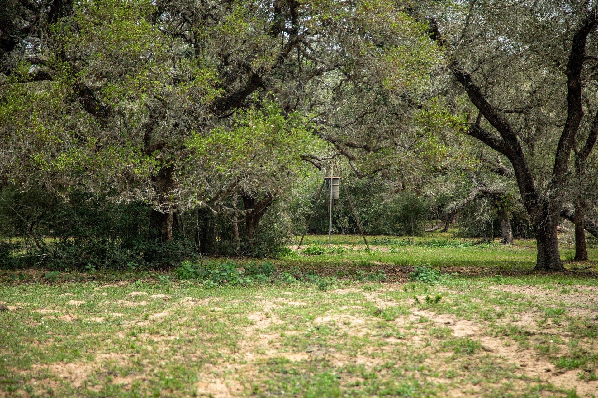 Five Mile Creek Reserve | 252.73± Acres-High Fence | DeWitt County, TX