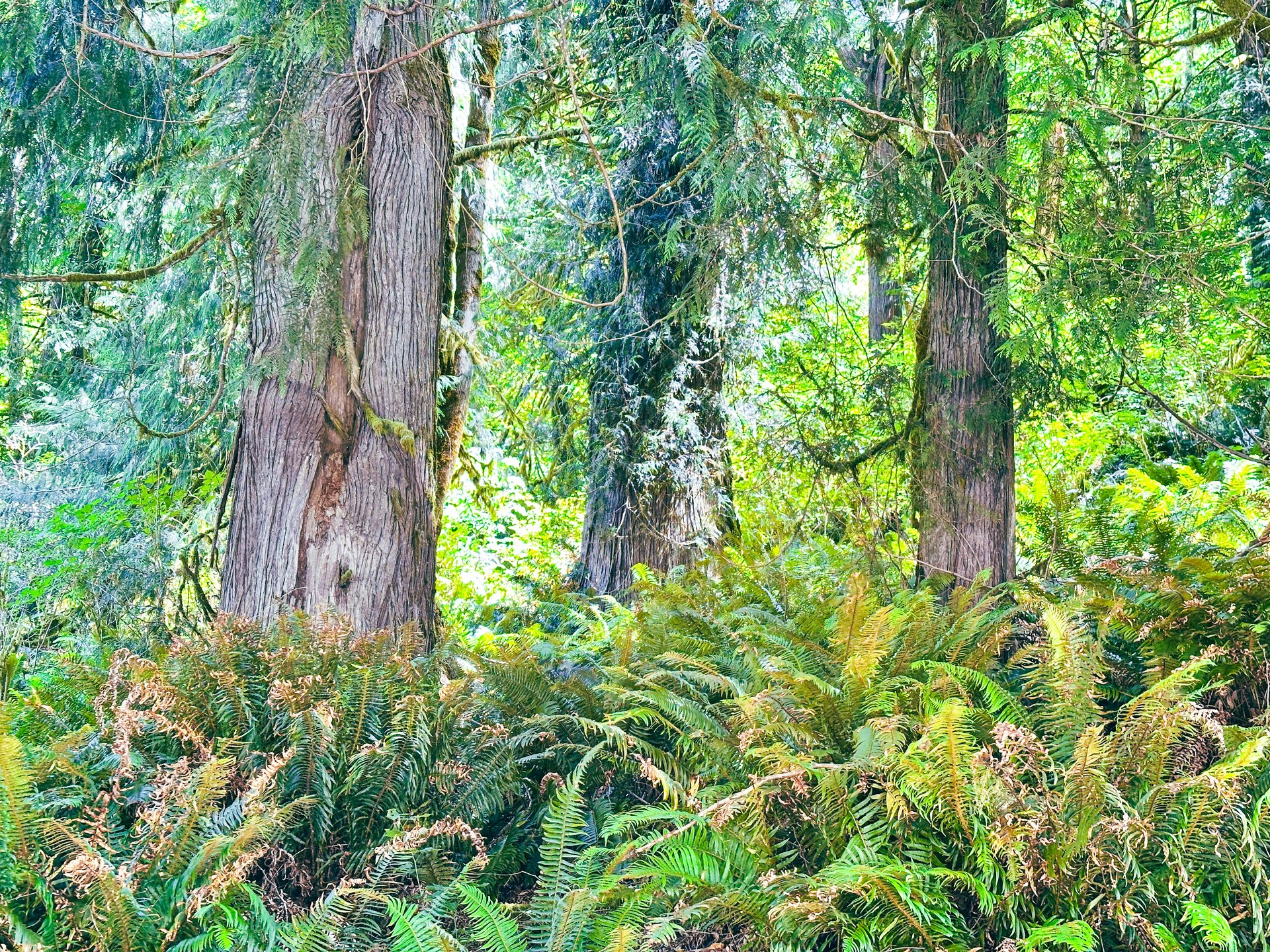 MILL CREEK FOREST