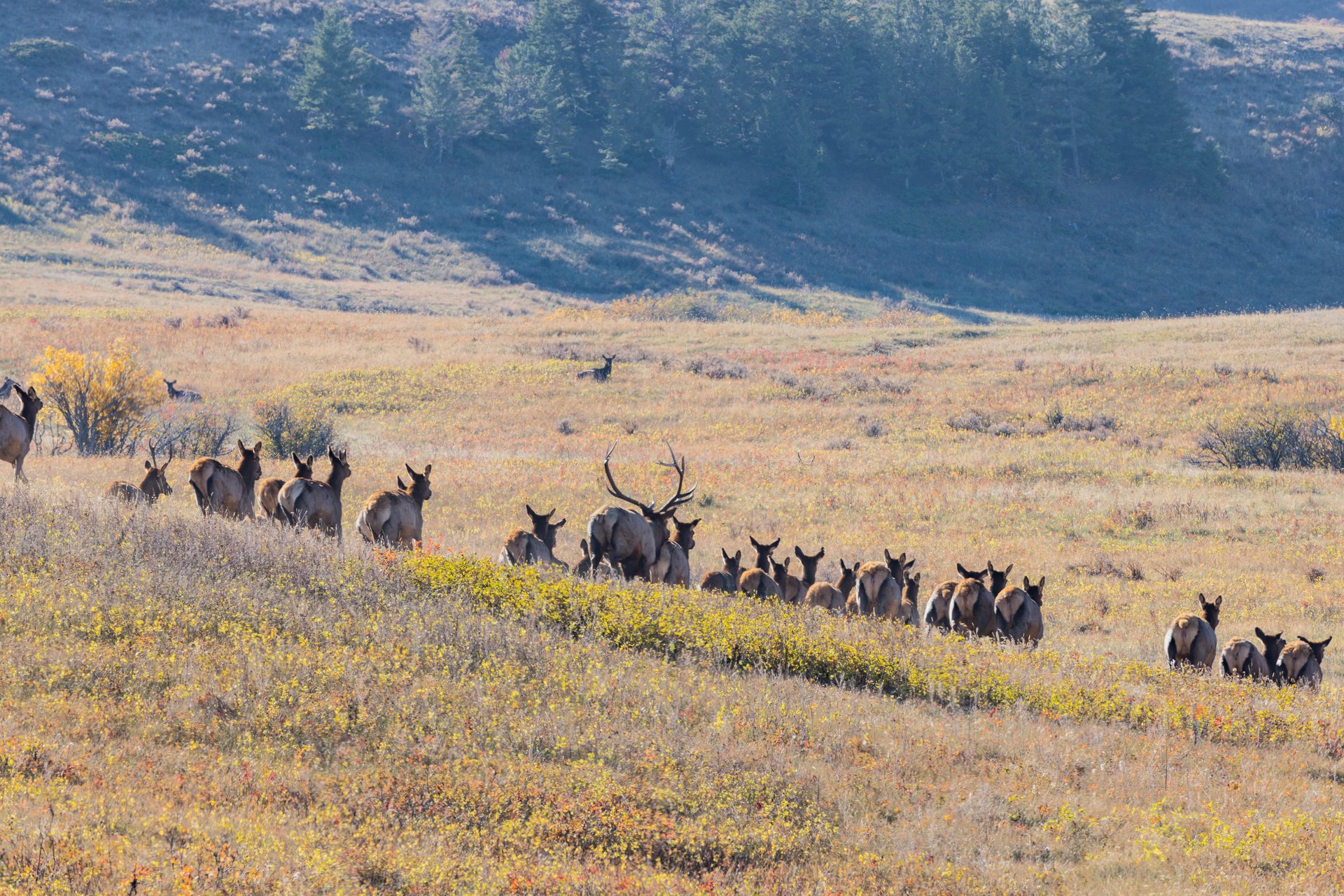 Box Elder Ranch