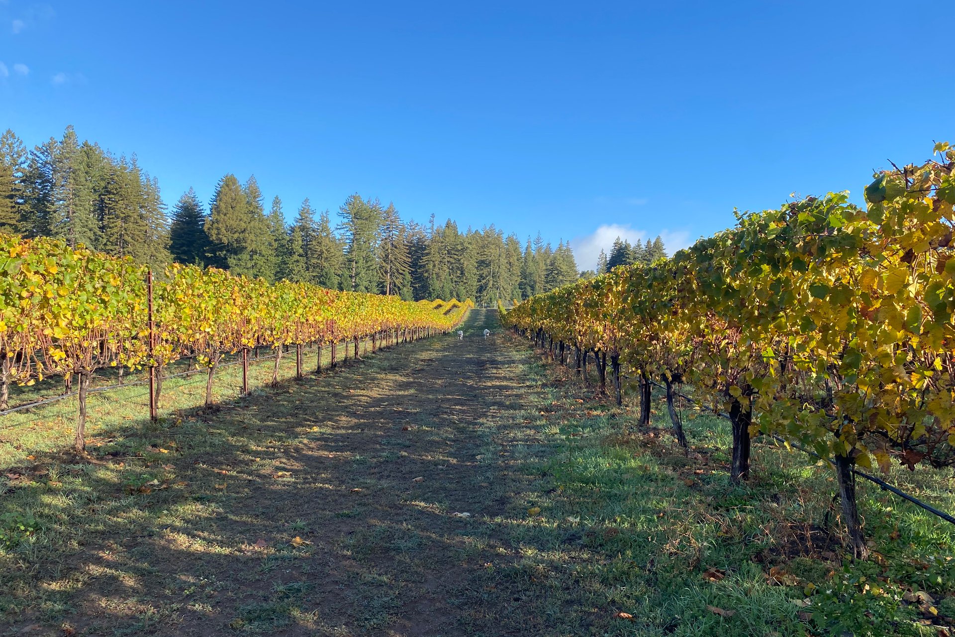 Santa Cruz Vineyard & Horse Property