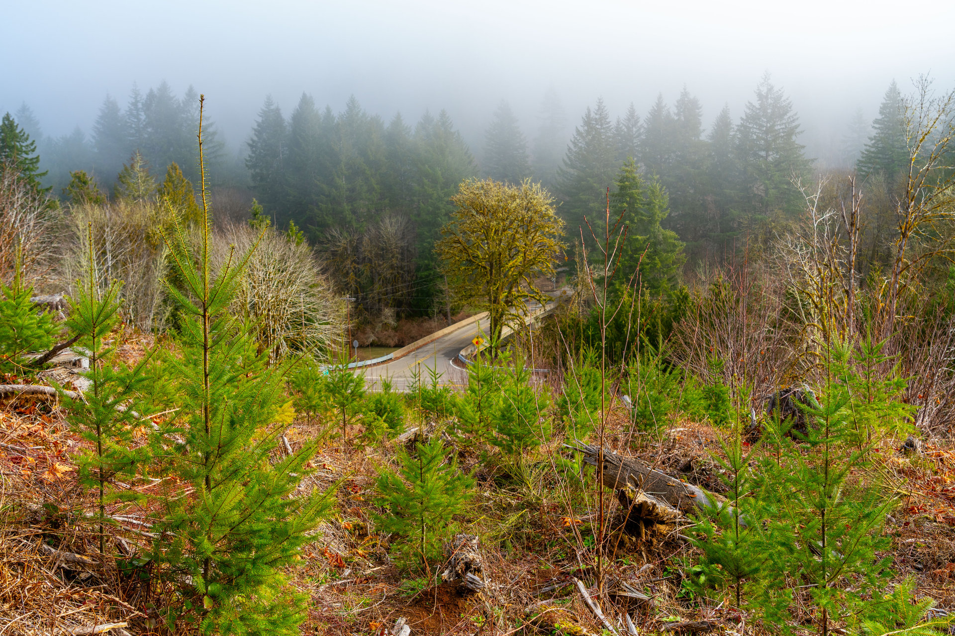Waite Creek Woodlands
