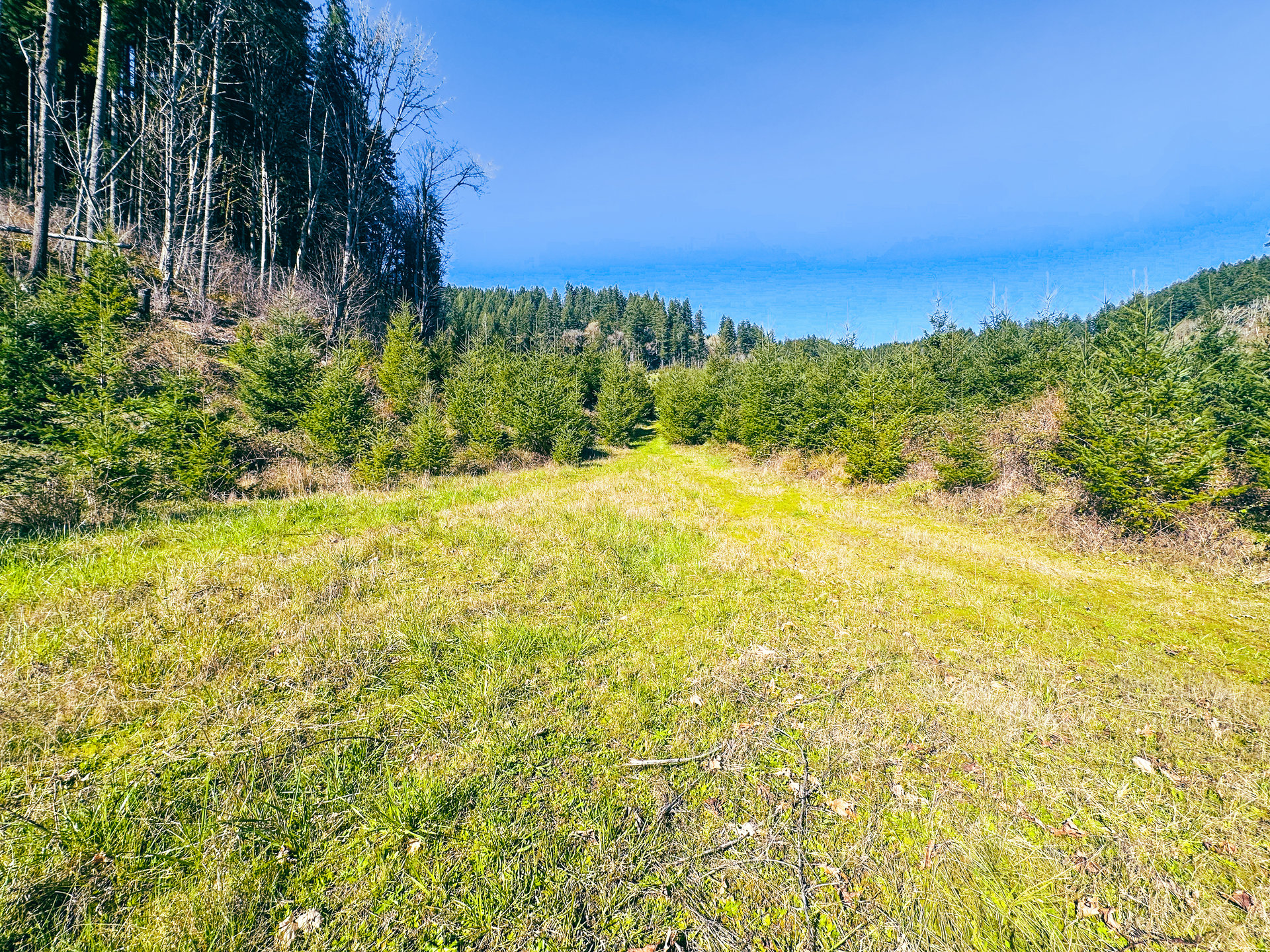Coyote Creek Forest