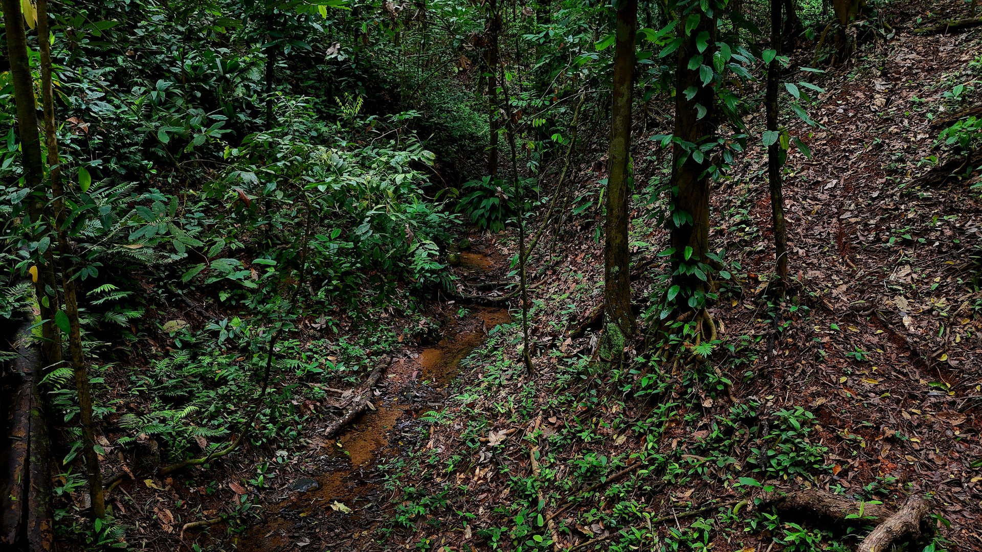  3.75-Acre Jungle Lot with Creek in Ventanas de Osa, Puntarenas