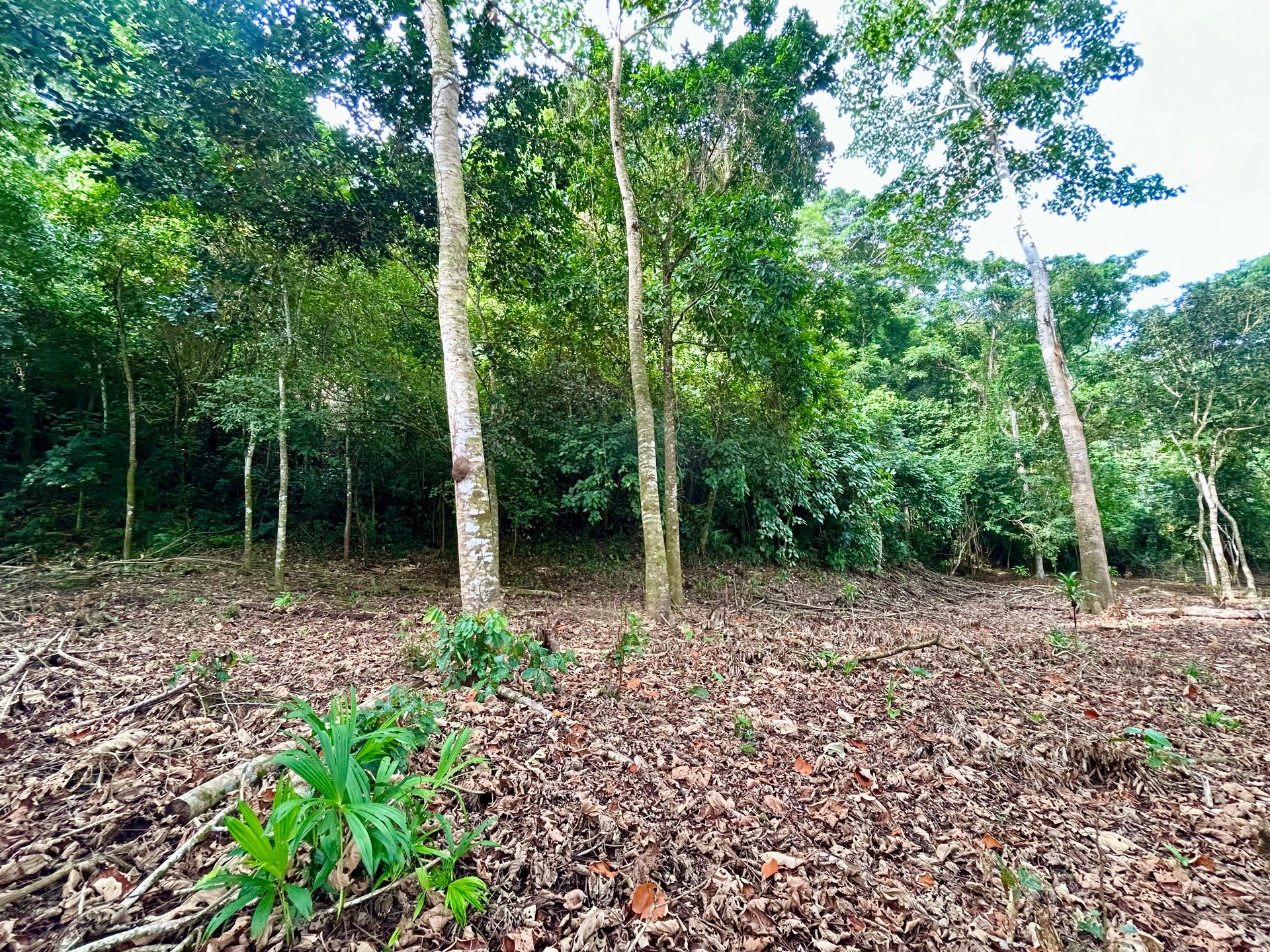 Tawal Lots for Sale – Prime Commercial & Residential Opportunity