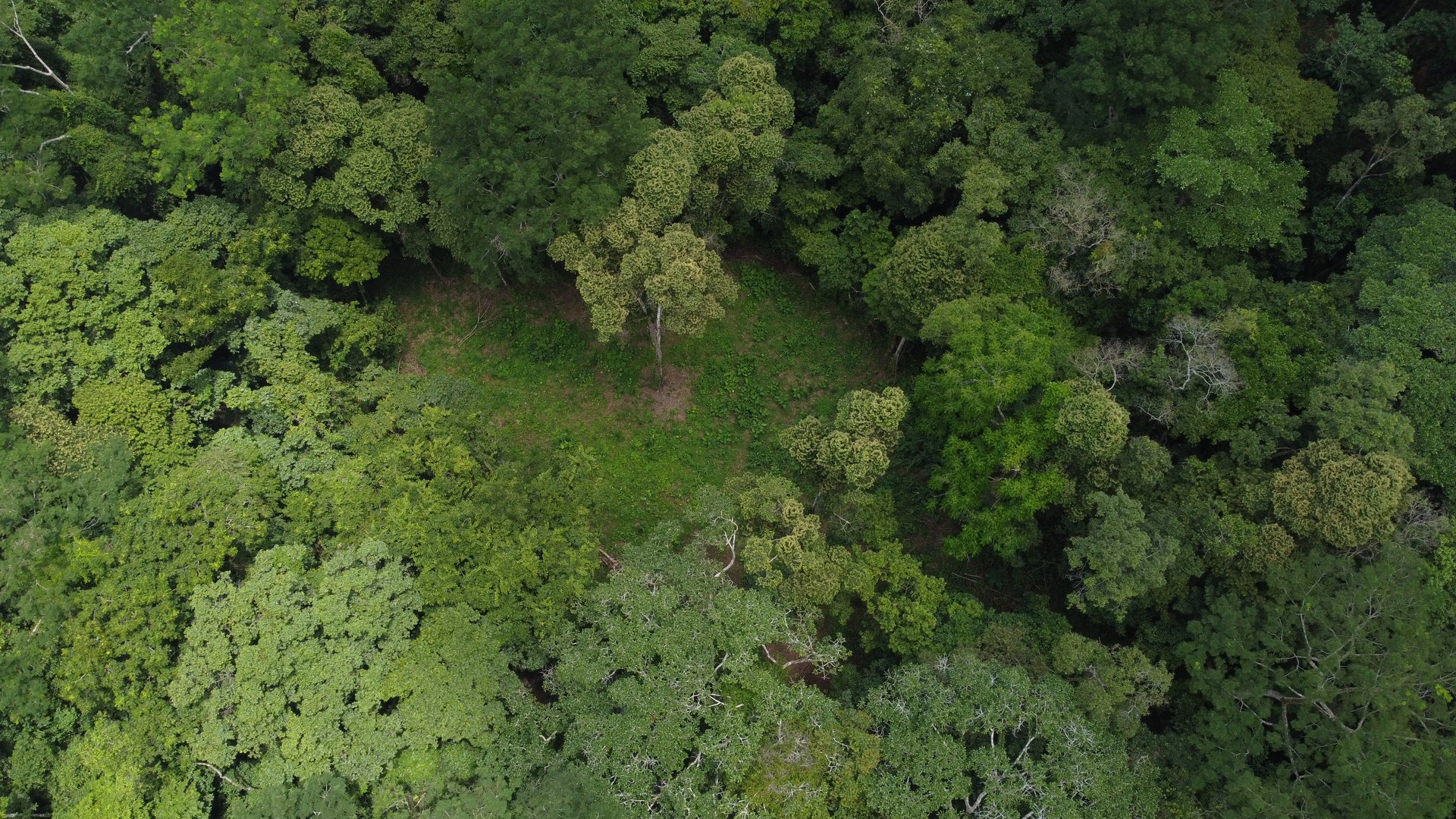 Jungle Oasis with River Frontage Near Dominical – 5.2 Acres of Pure Nature