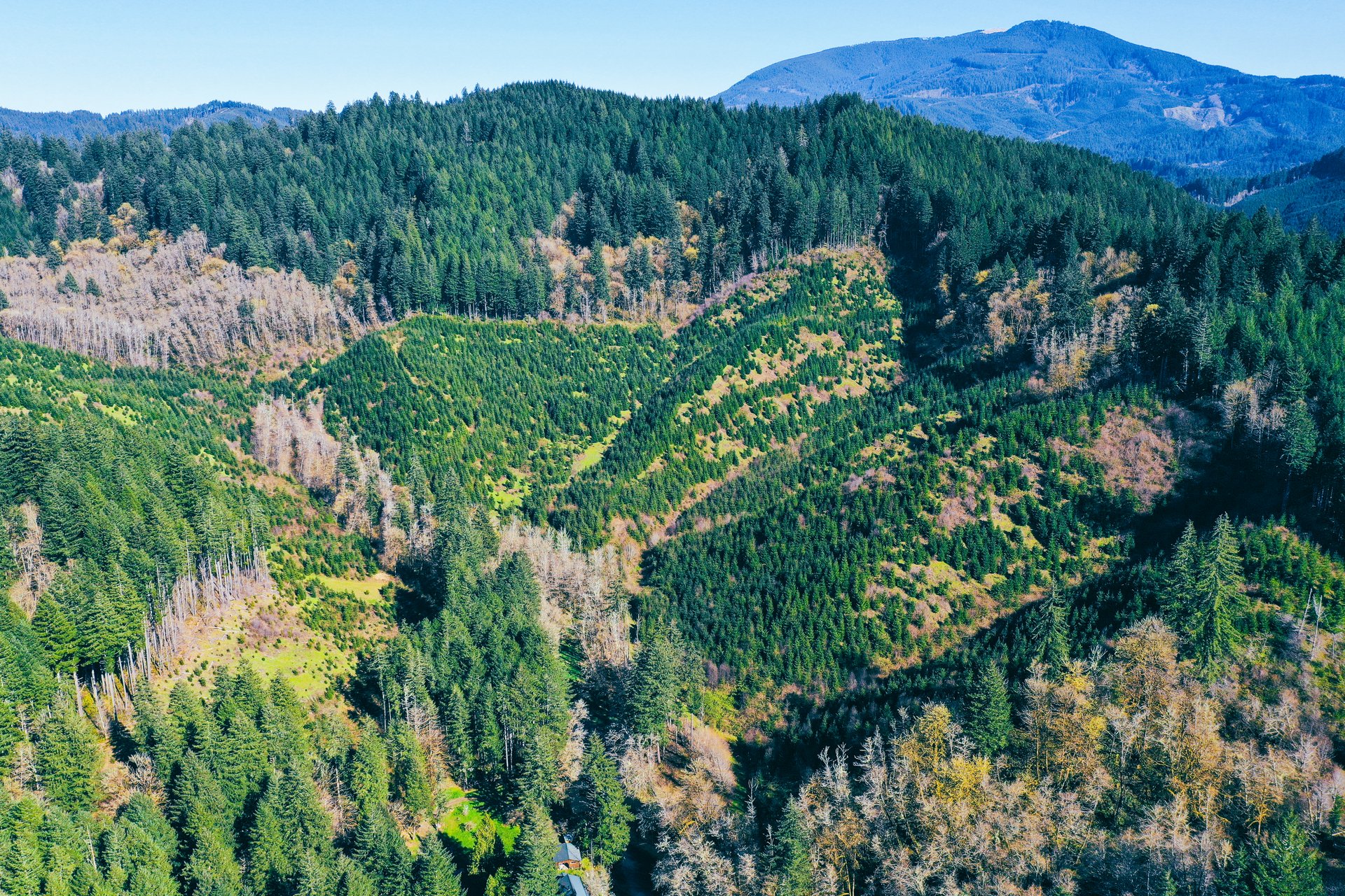 Coyote Creek Forest