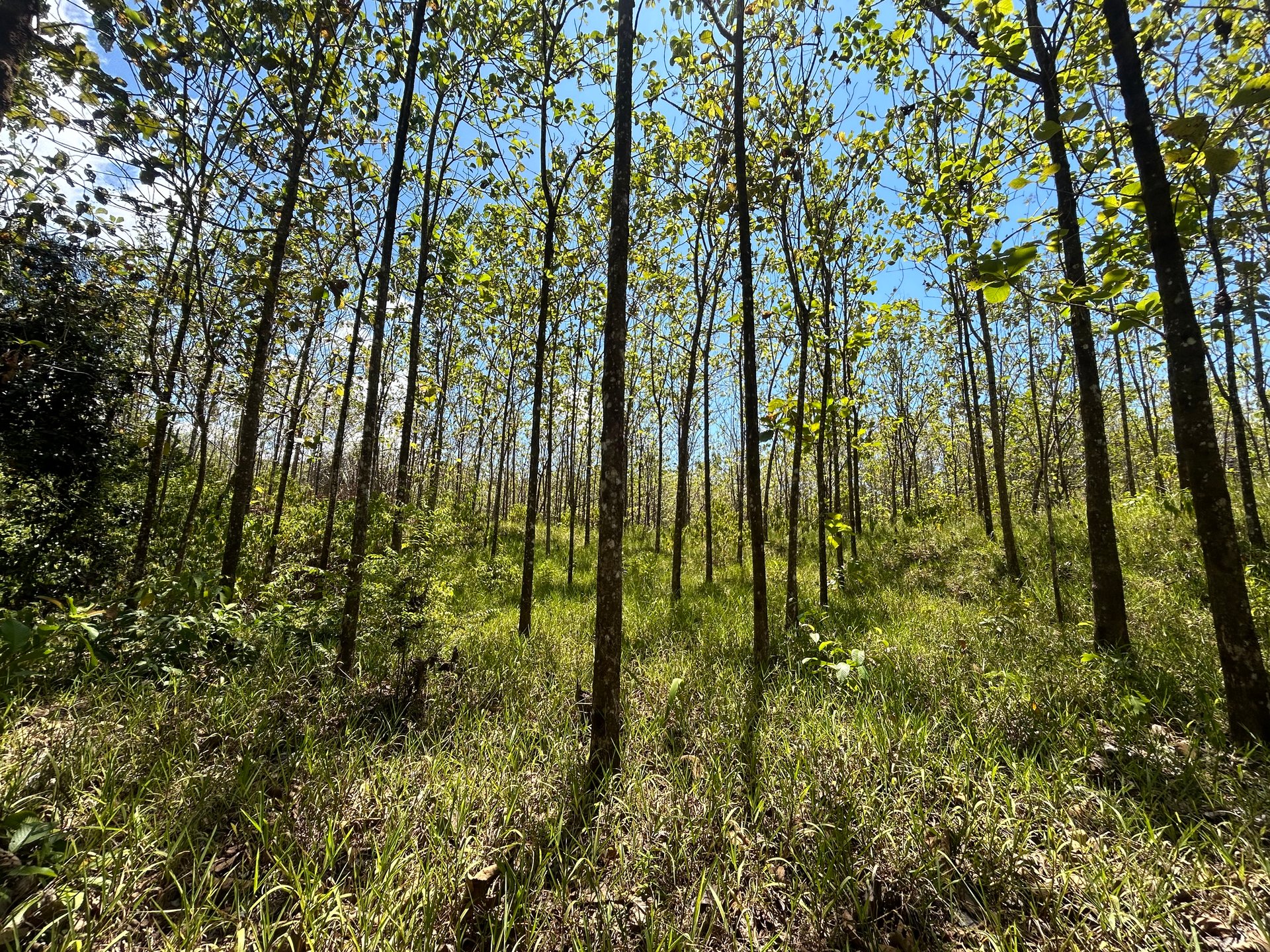 Prime 1.24-Acre Land in Matapalo / San Andrés – Ready to Build