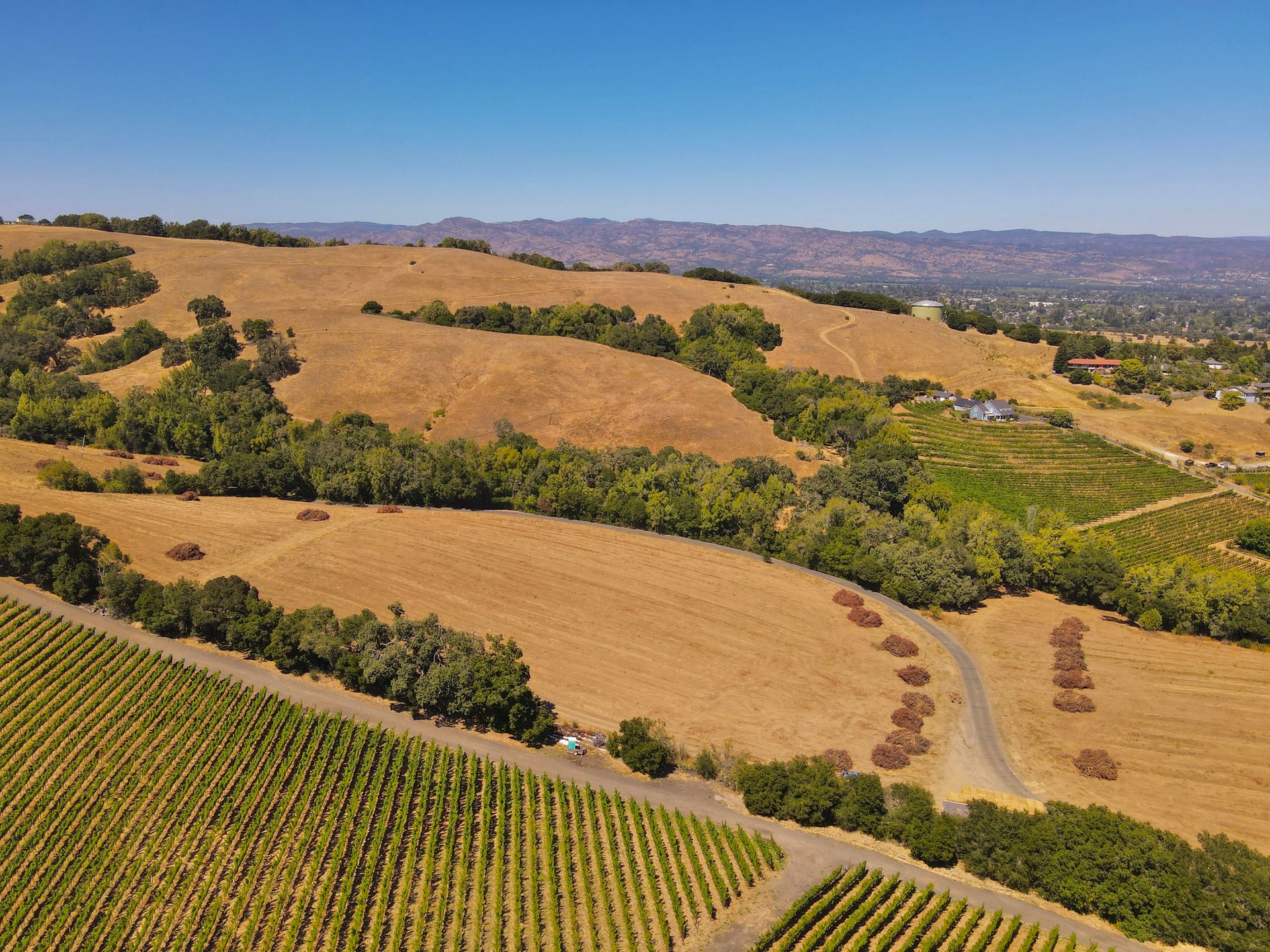 Tambor Vineyard Estate