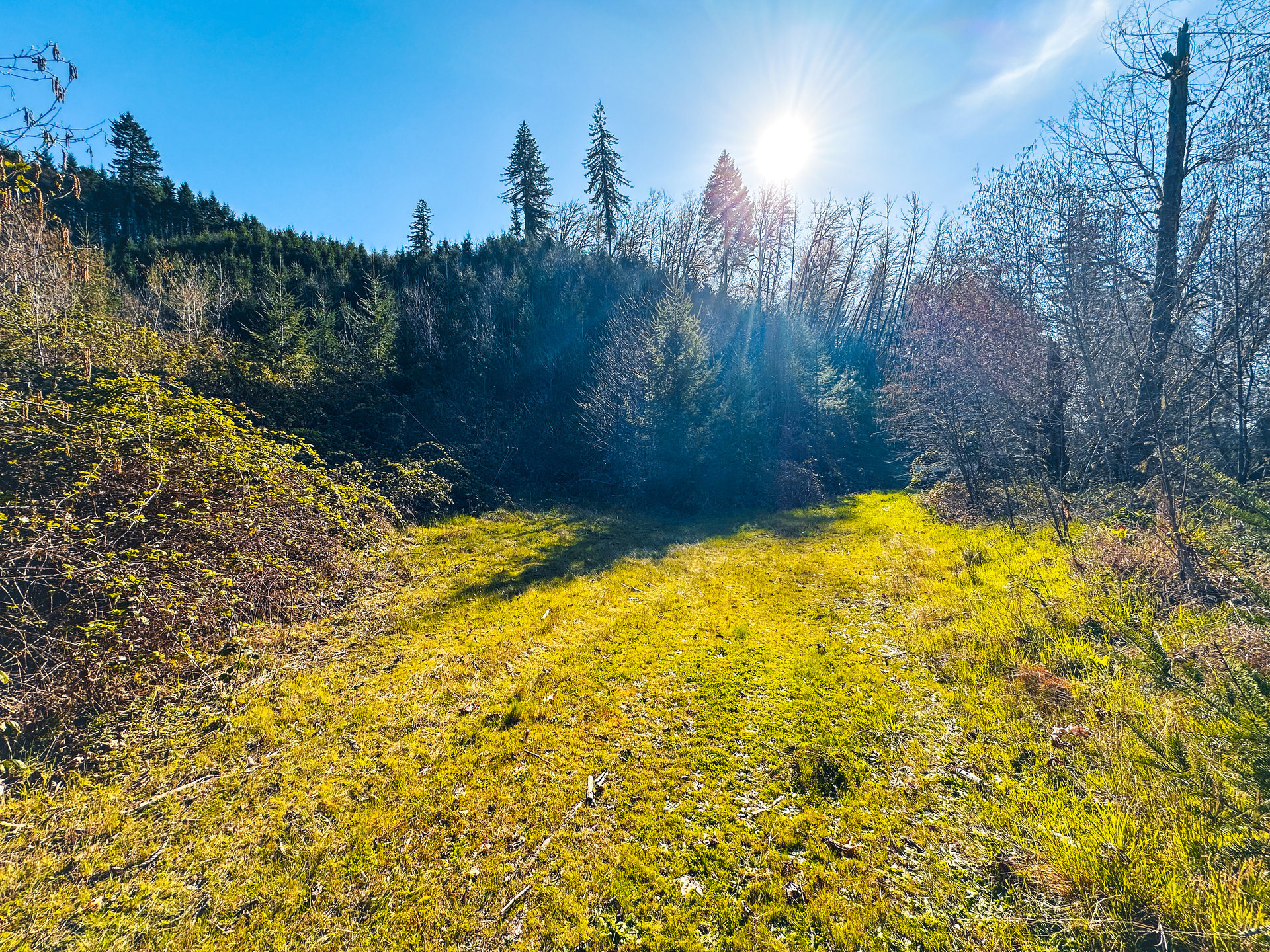 Coyote Creek Forest