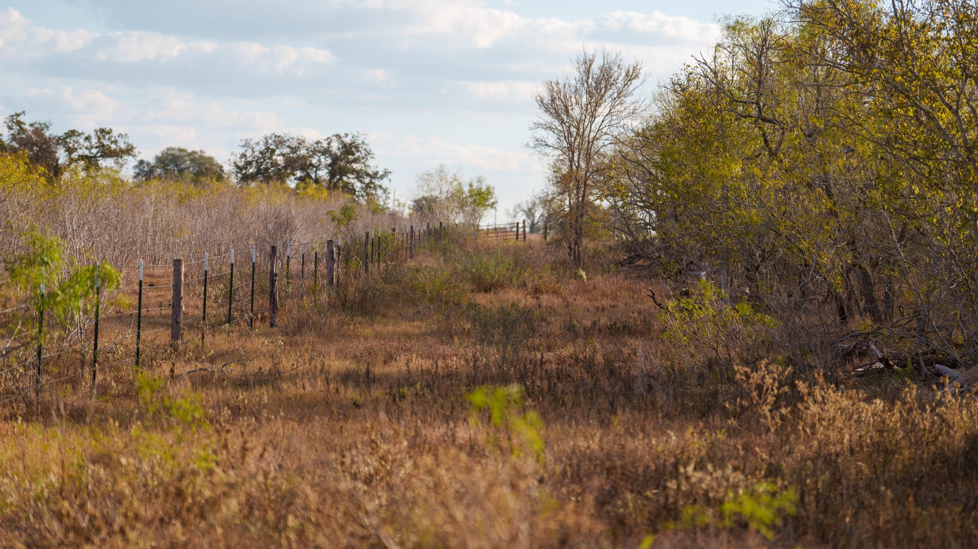 Gonzales County | 104+/- Acres