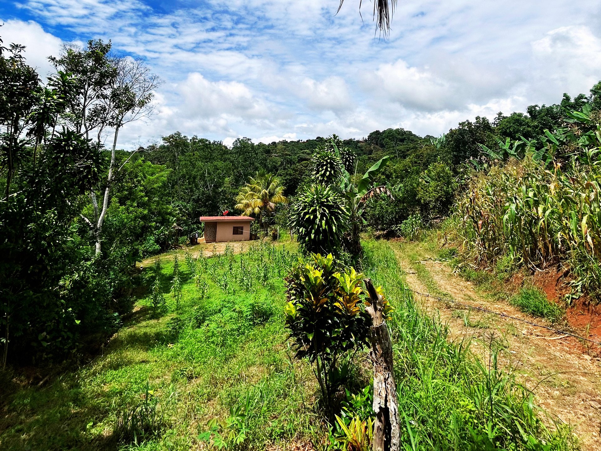 Productive Agricultural Farm with Valley Views in Cristo Rey of Platanares, Pérez Zeledón
